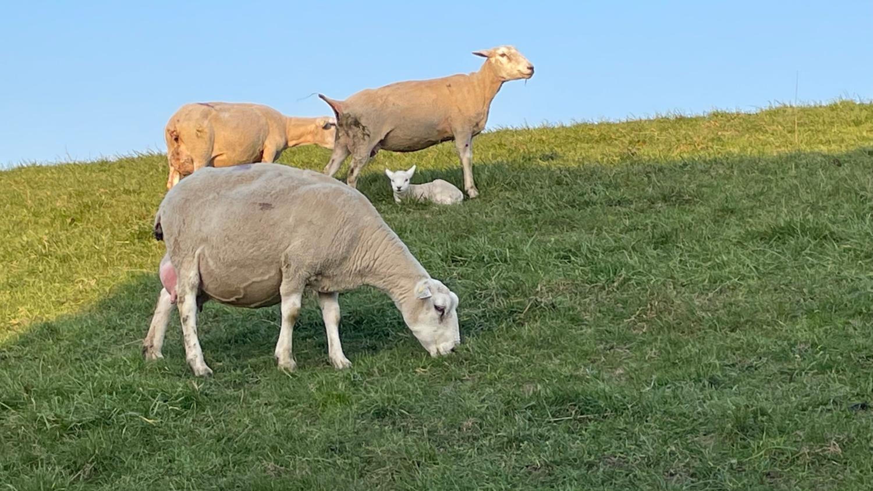 Kleine Burg Ovelgönne