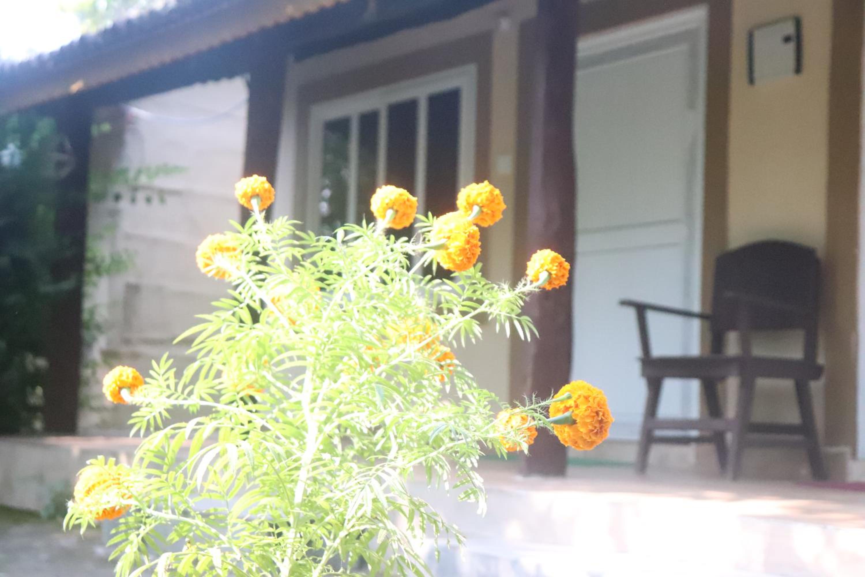 Tharu Community Home Stay