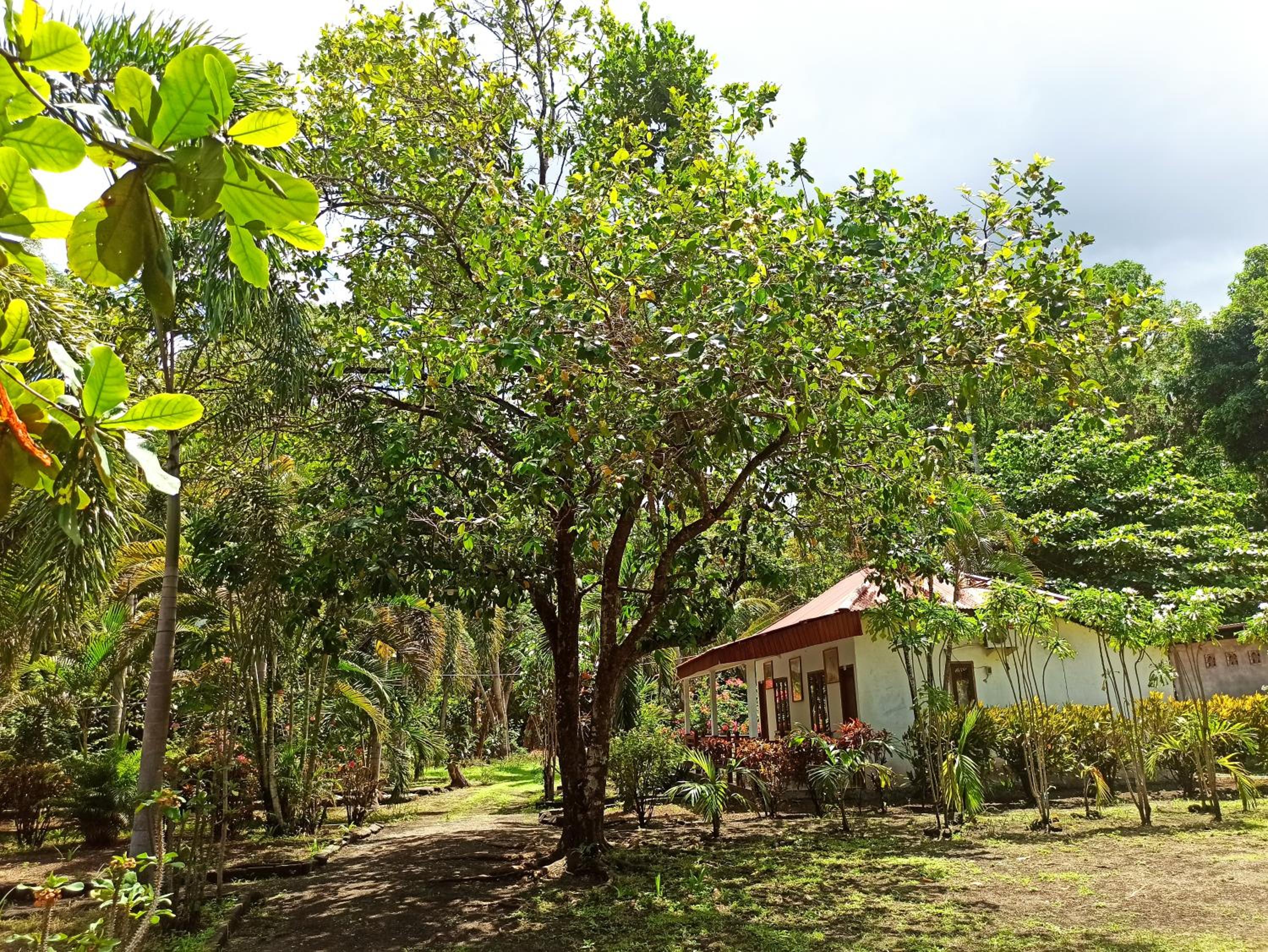 Tangkoko Jungle Homestay view 3