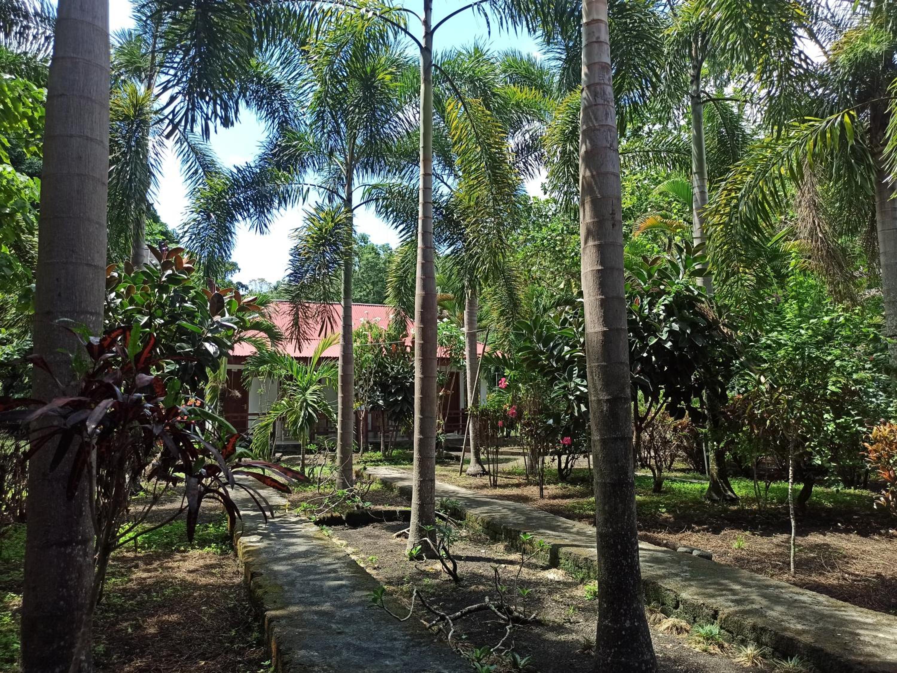 Tangkoko Jungle Homestay view 4