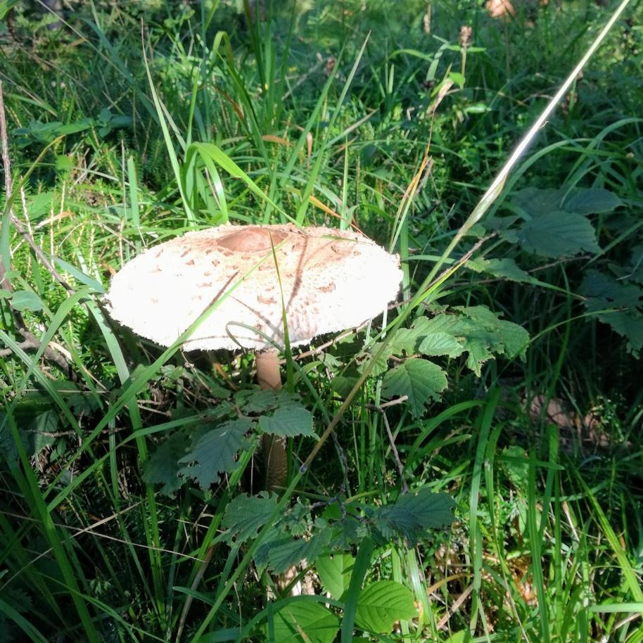 Ferienwohnung Waldfrieden