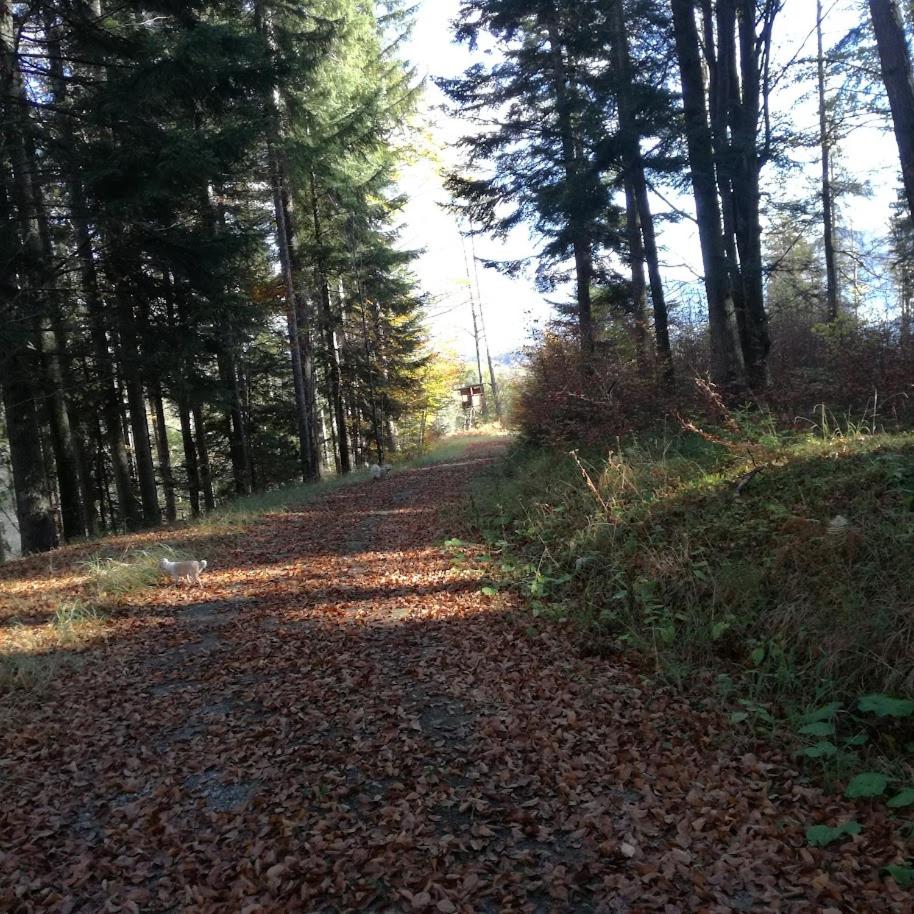 Ferienwohnung Waldfrieden