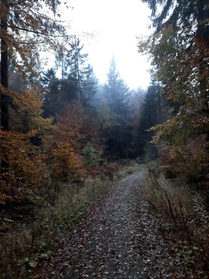 Ferienwohnung Waldfrieden