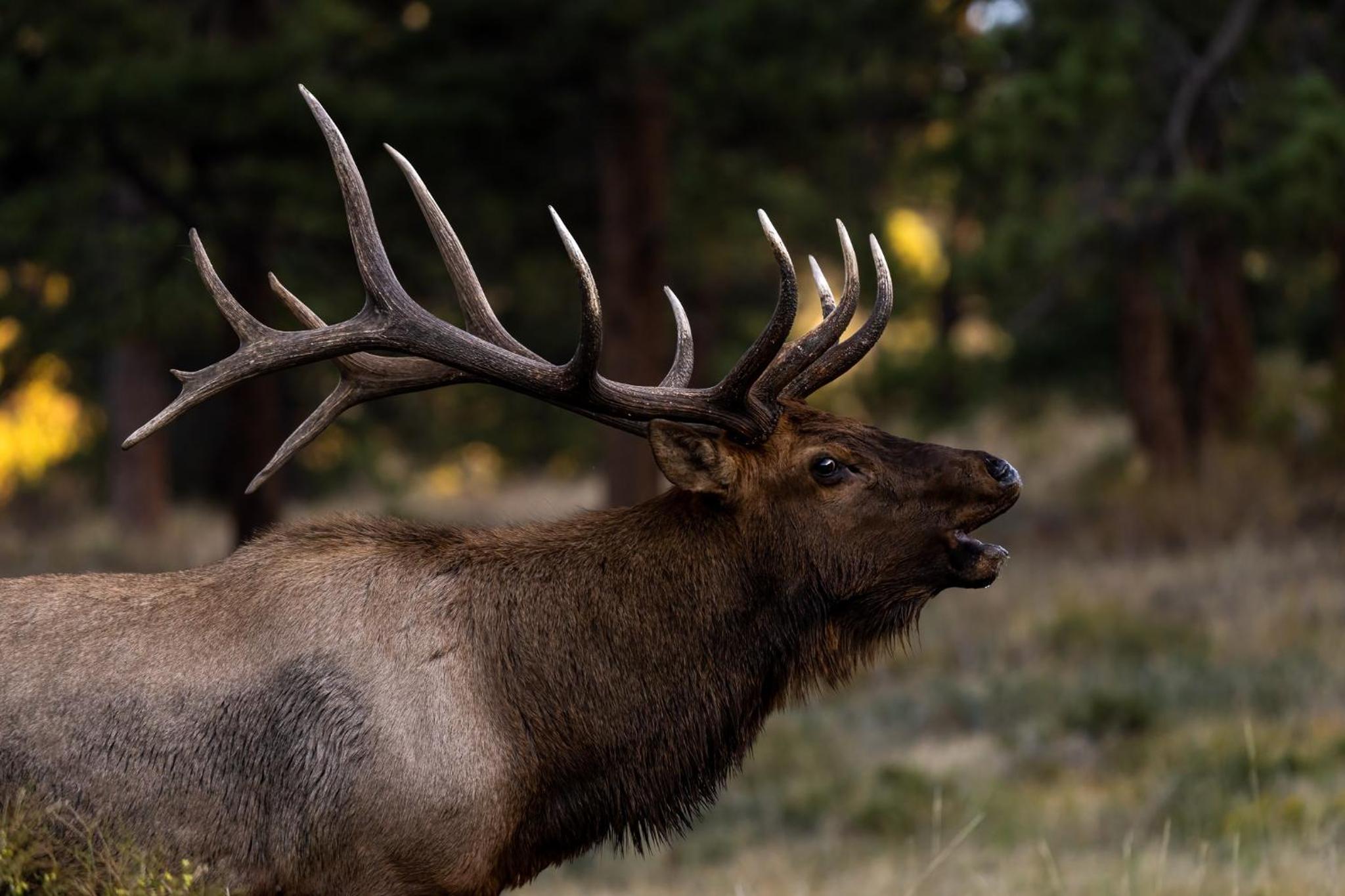 Niwot Cabin - Stay in Rocky Mountain National Park - Estes Park - NEW LISTING - 22-ZONE3298 cabin - Property Image 10