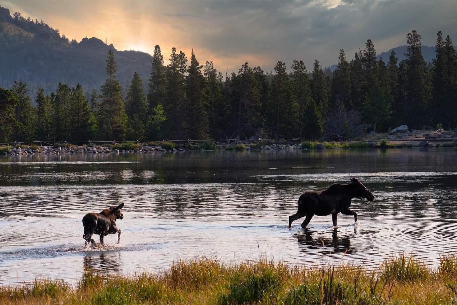 Niwot Cabin - Stay in Rocky Mountain National Park - Estes Park - NEW LISTING - 22-ZONE3298 cabin - Property Image 13