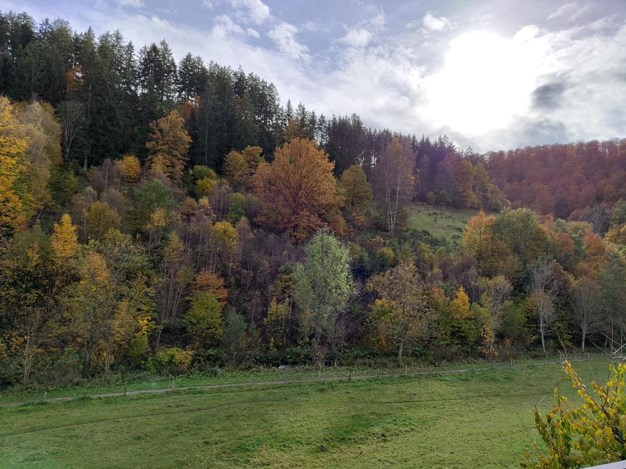 Baumgärtner