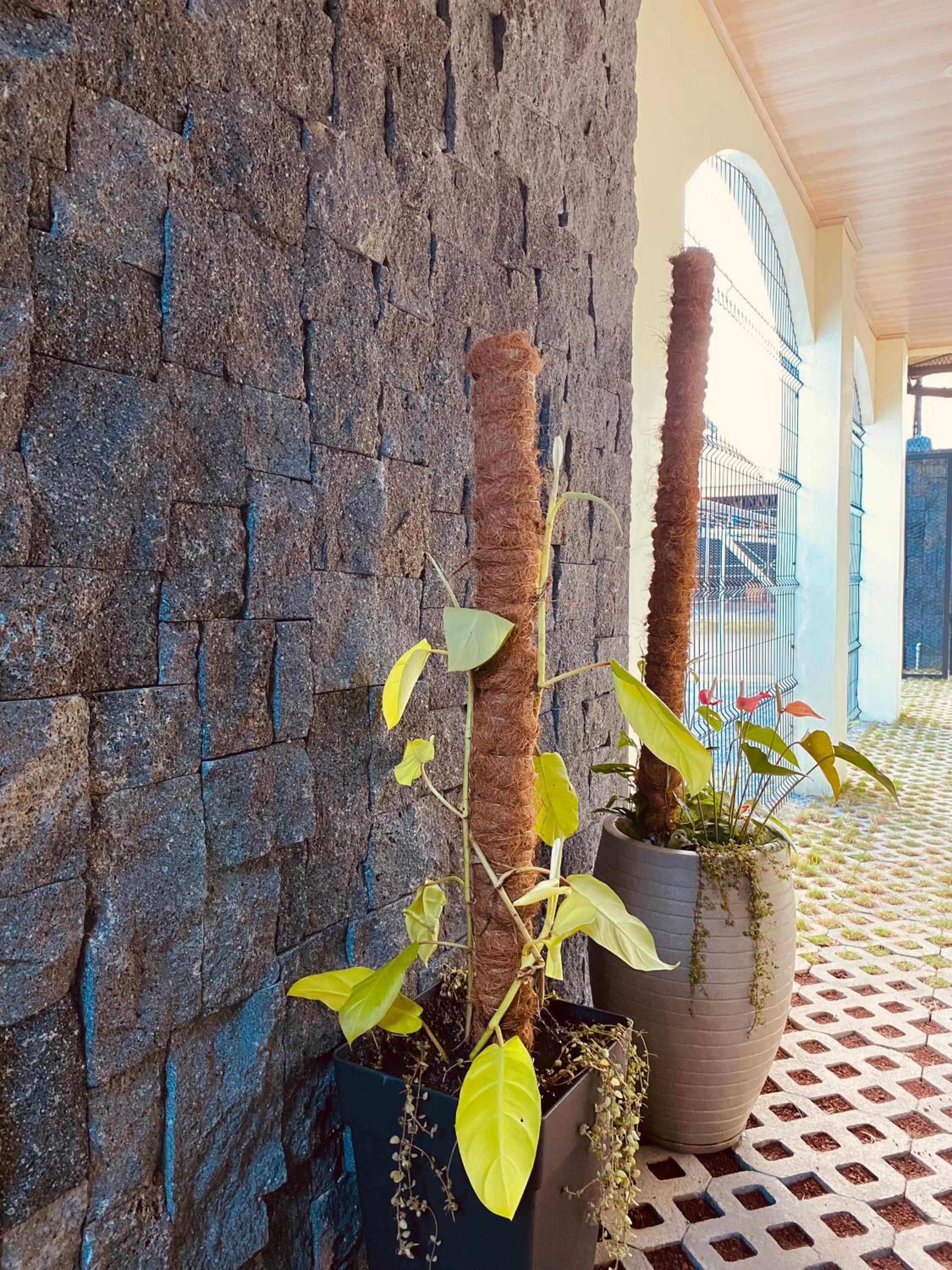 Casa Macaw