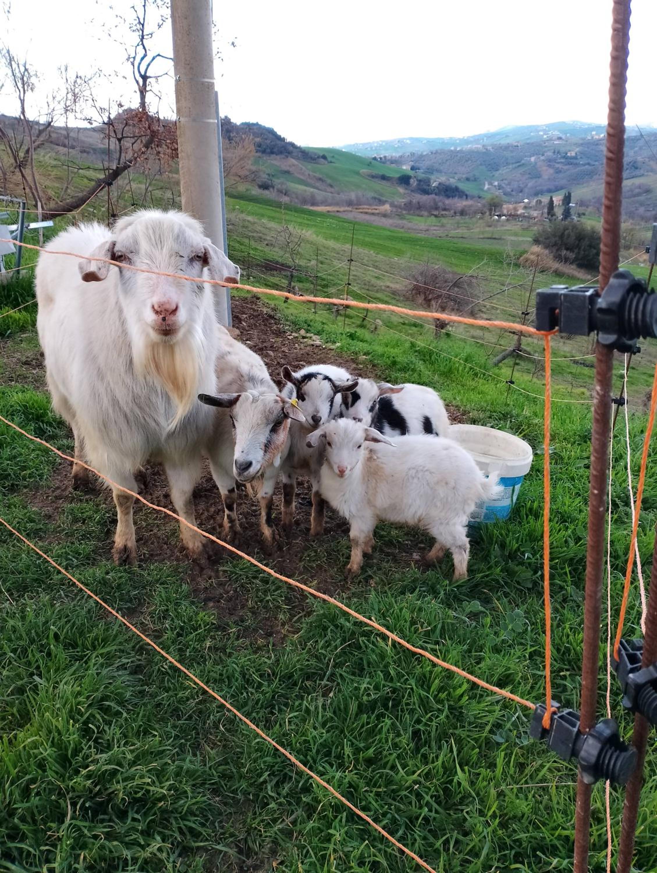 Minicasa nella fattoria view 5