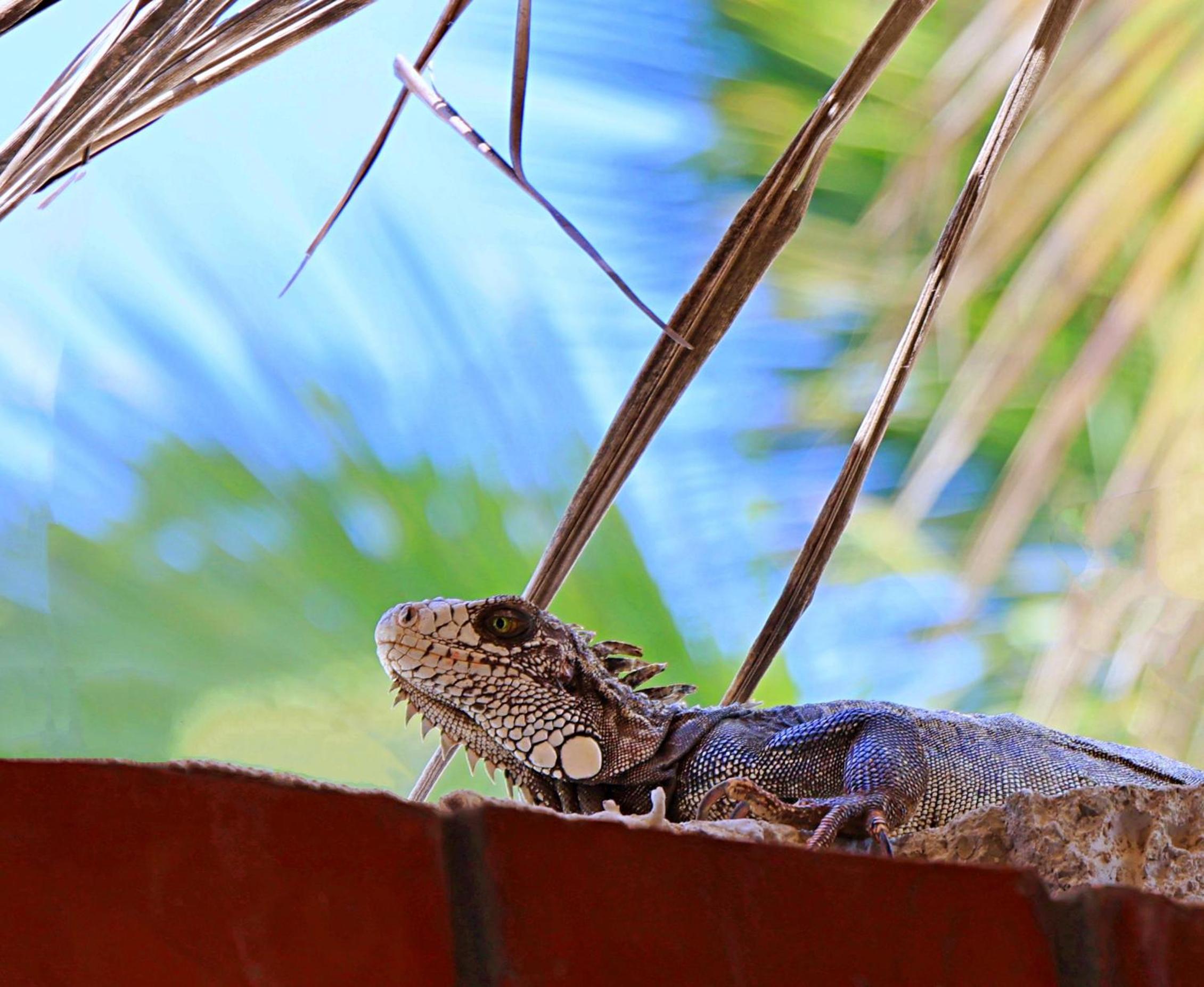 IGUANA HOUSE view 5