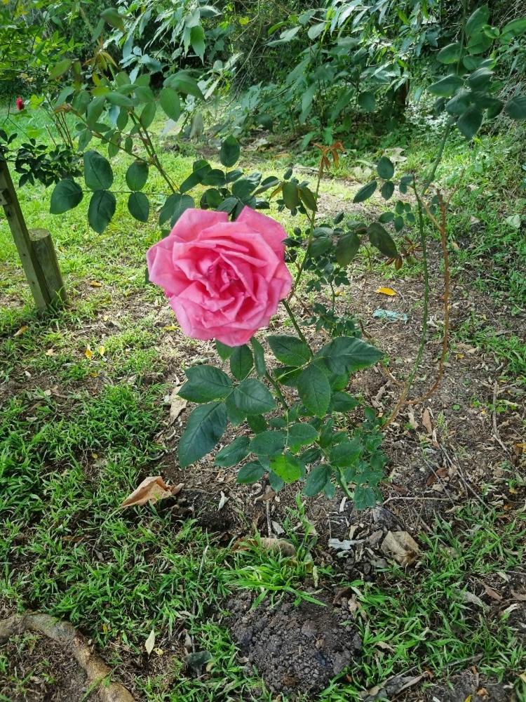 Wild Flower view 4