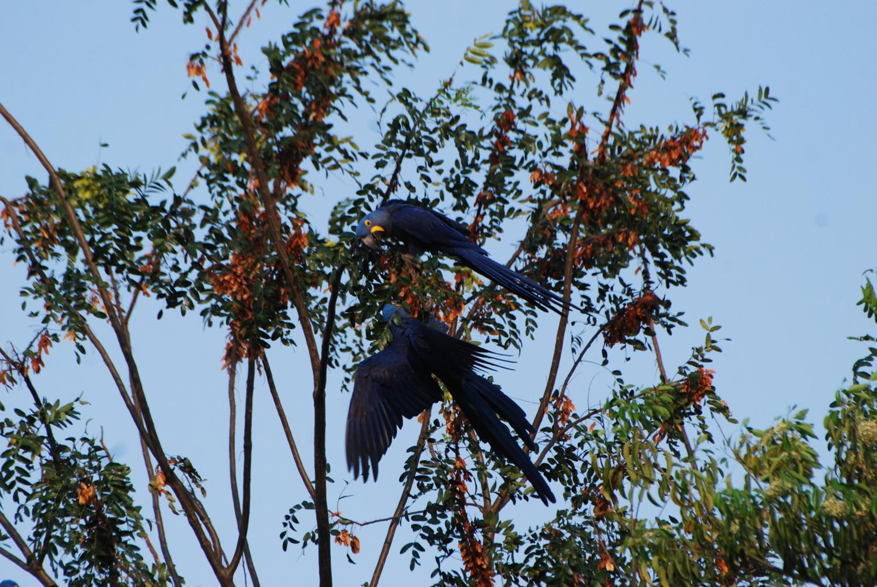Hostel Camping Road Park Pantanal Sul