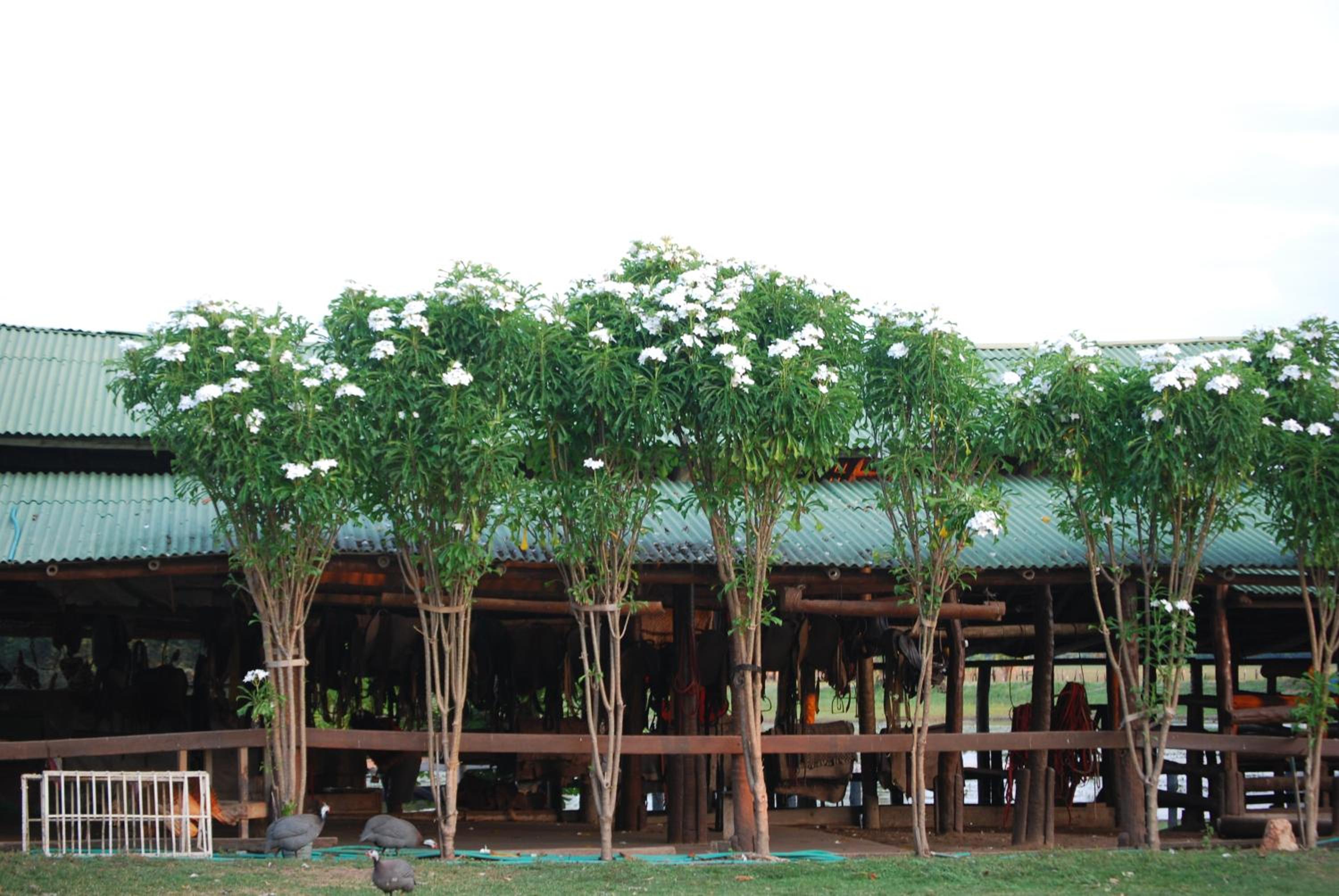 Hostel Camping Road Park Pantanal Sul