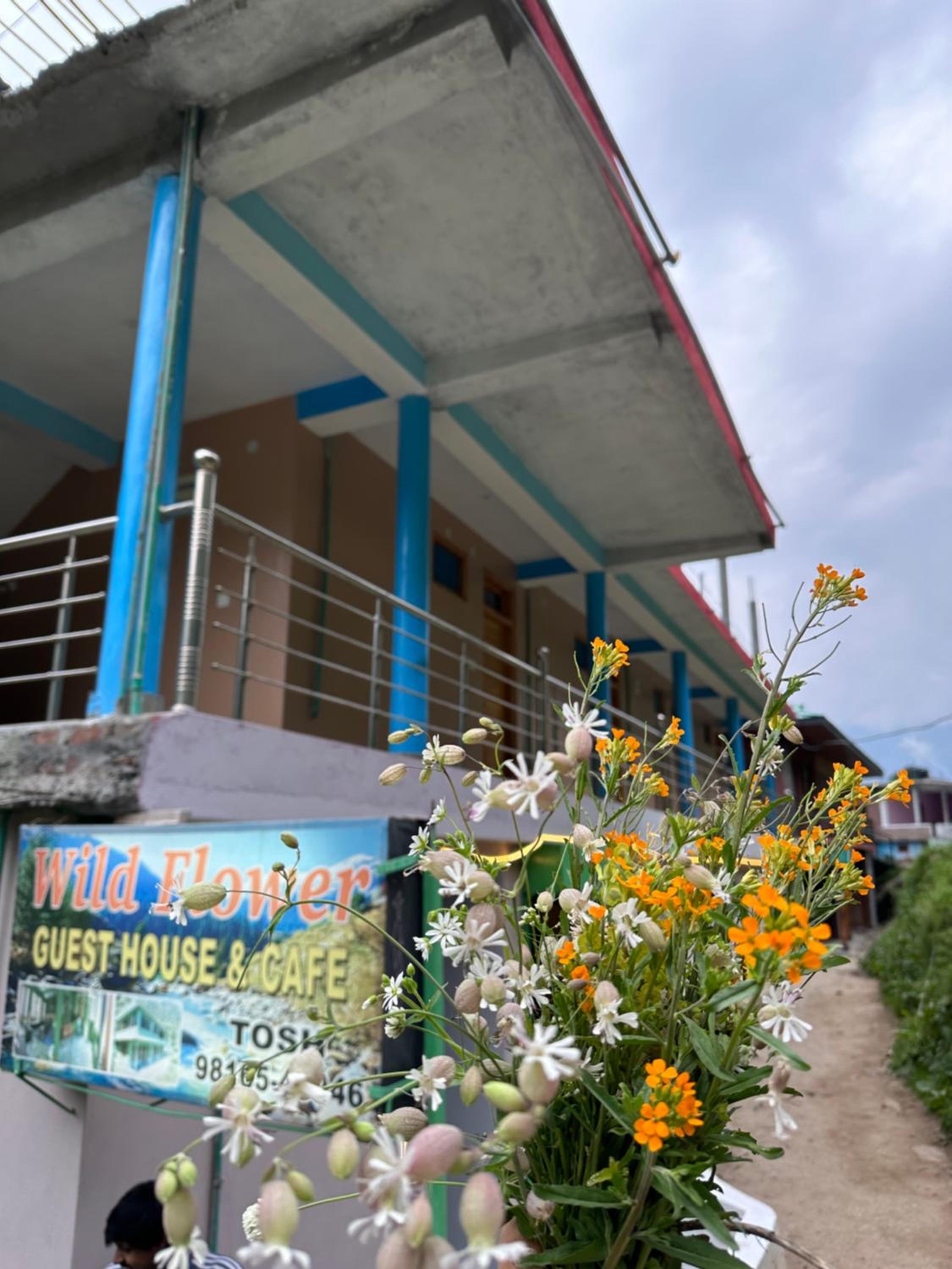 WildFlower