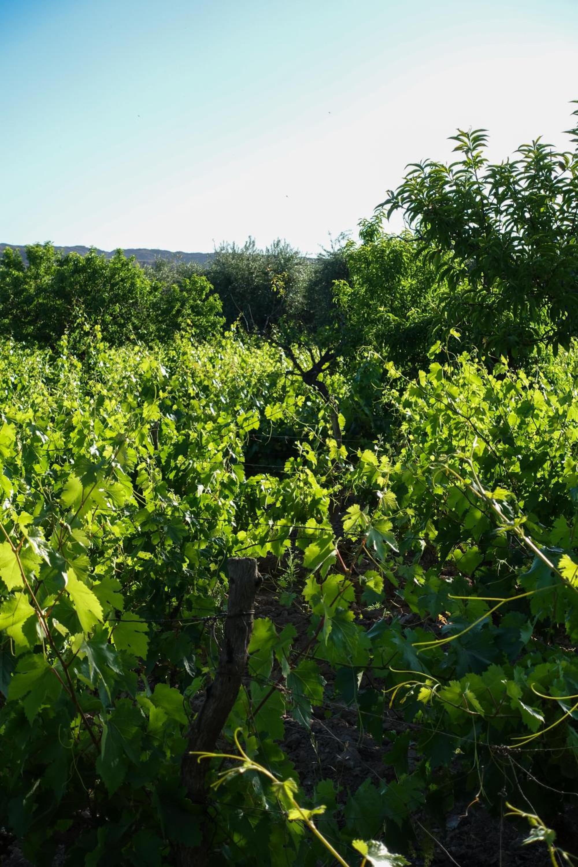 Finca Mula