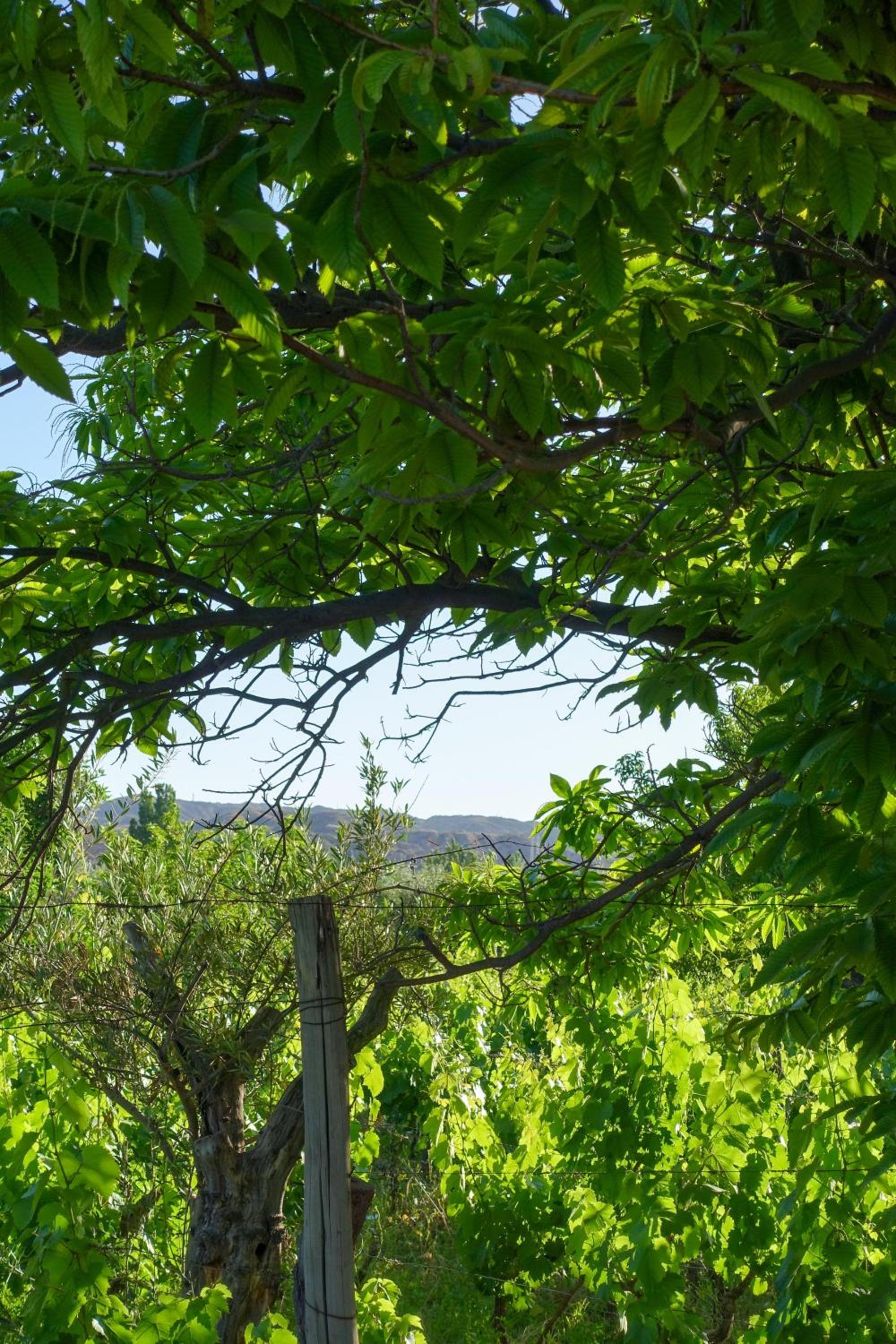 Finca Mula