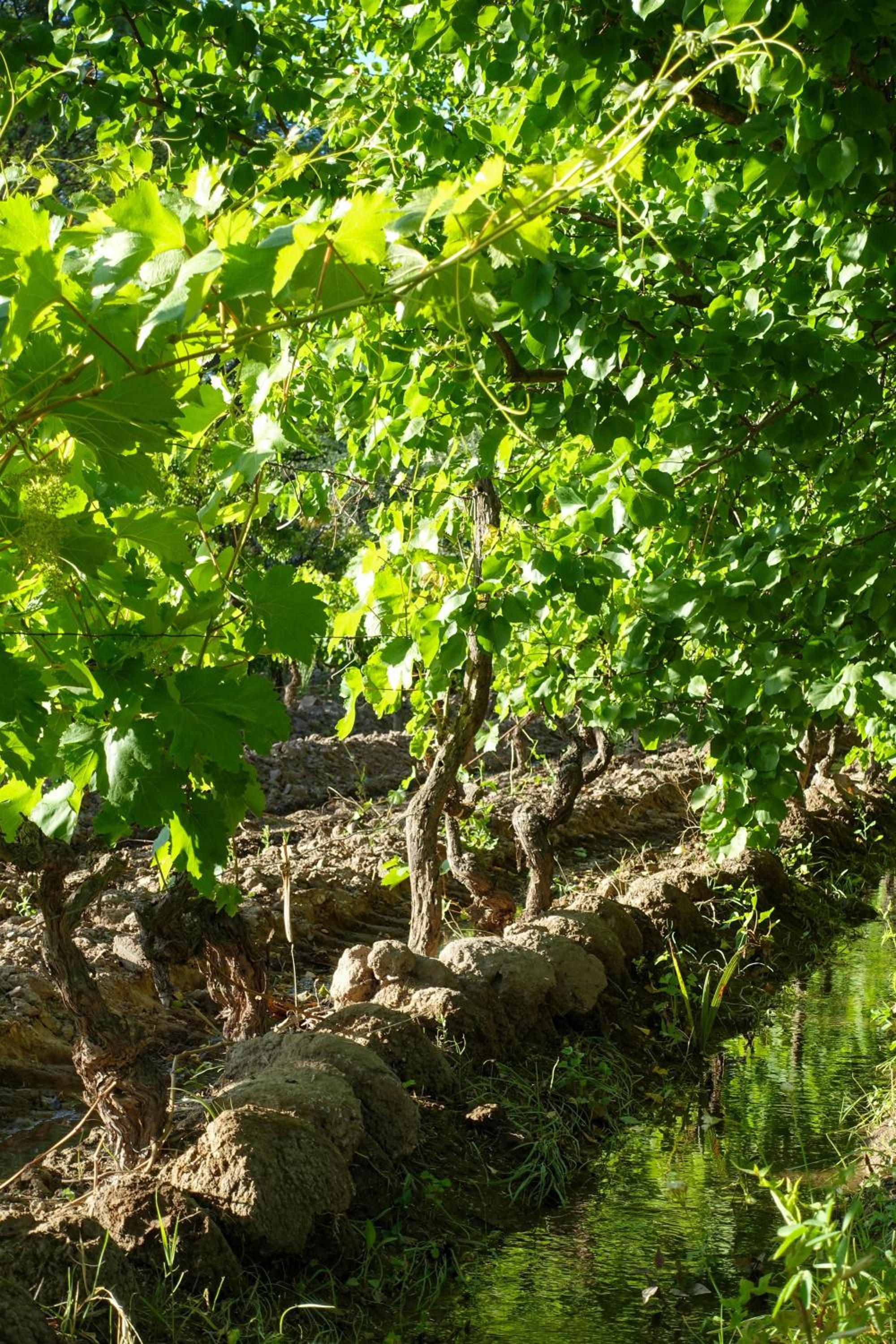 Finca Mula