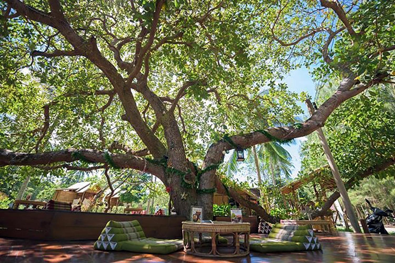 Coffee and Resort