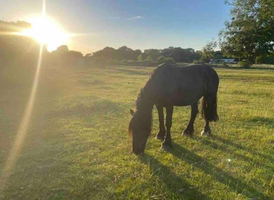 The Paddocks