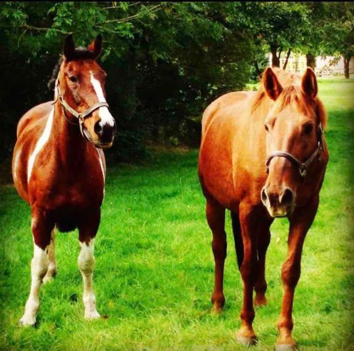 The Paddocks