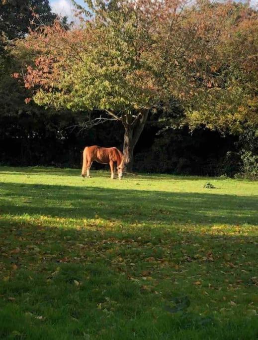 The Paddocks