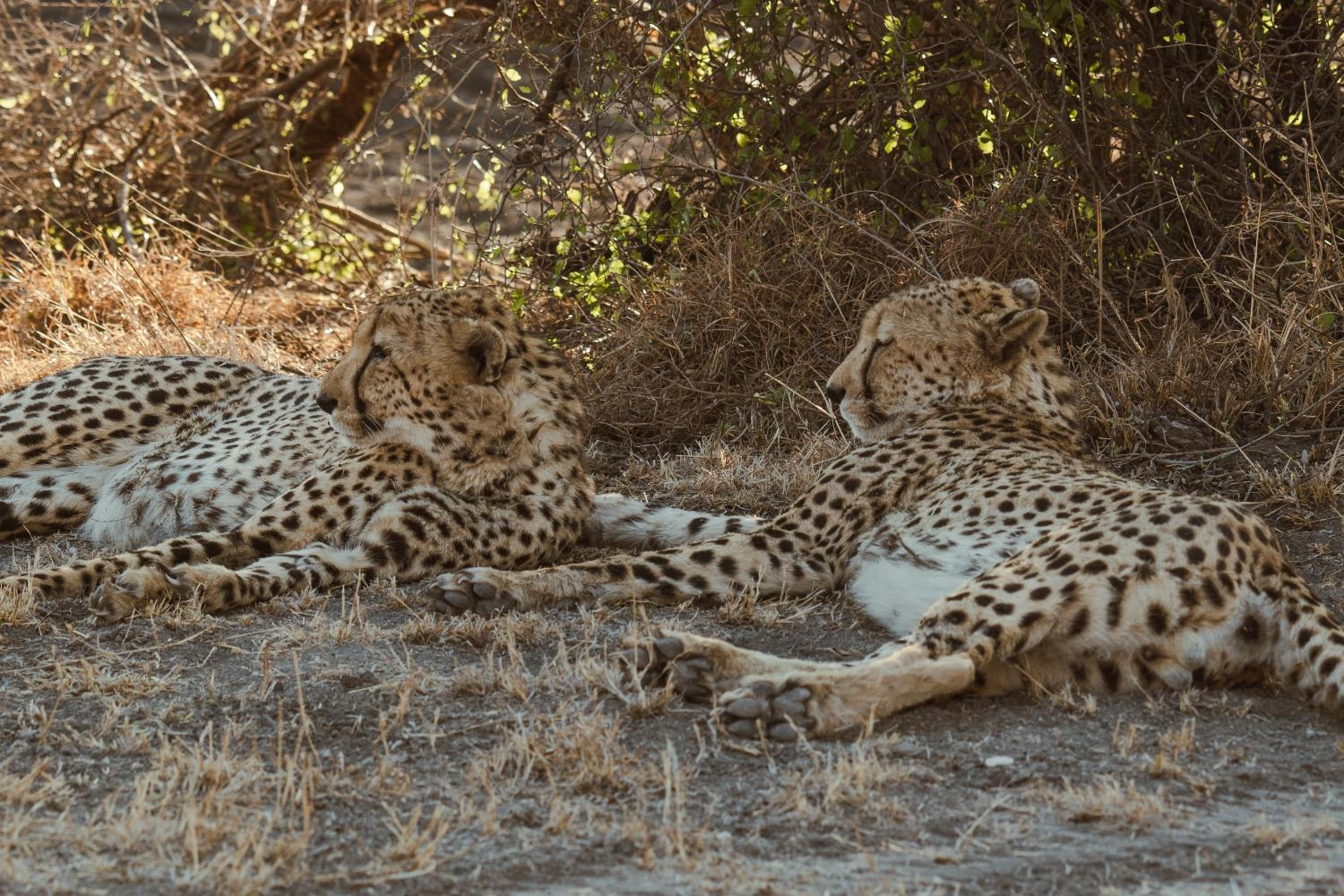Last Word Madikwe