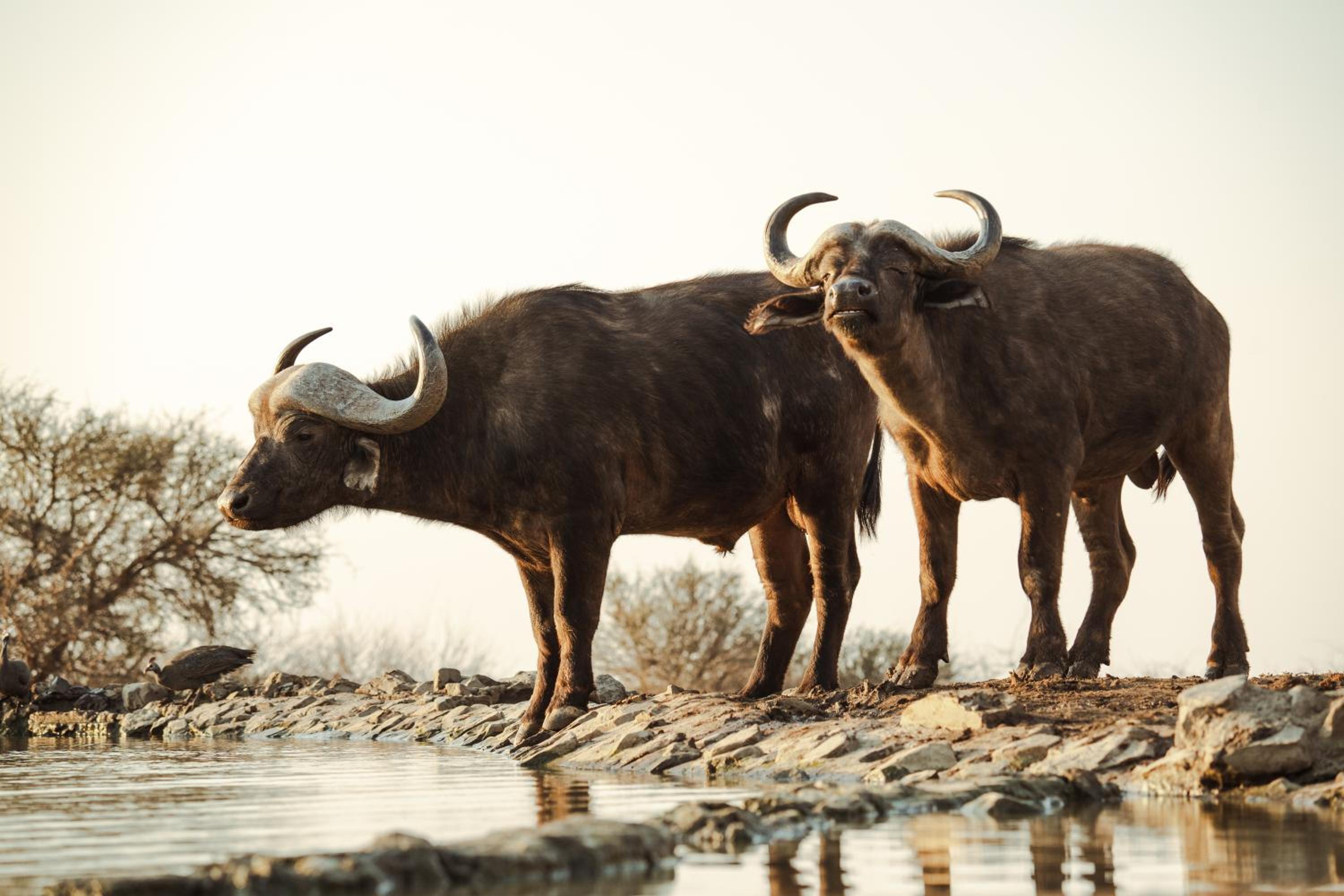Last Word Madikwe