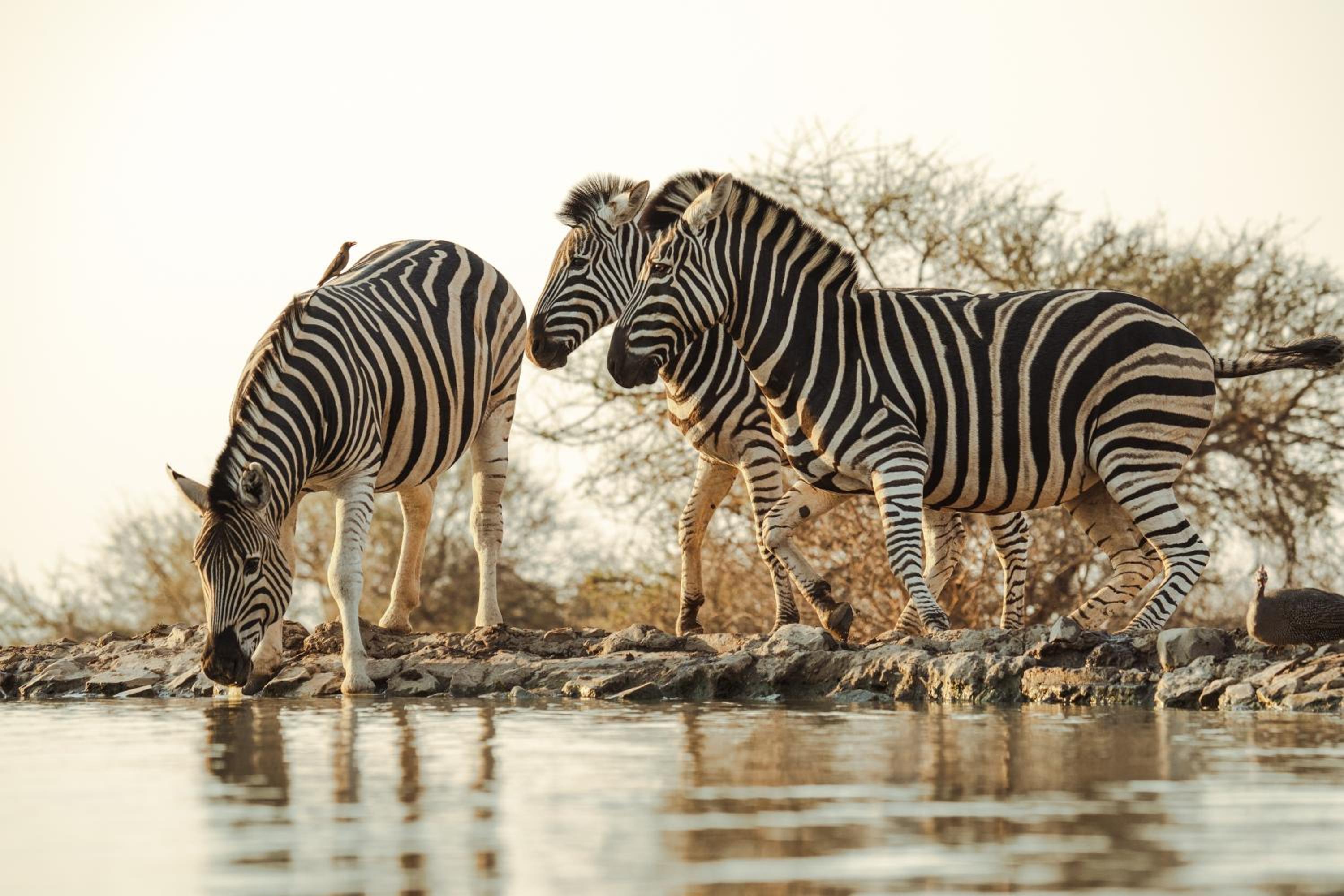 Last Word Madikwe