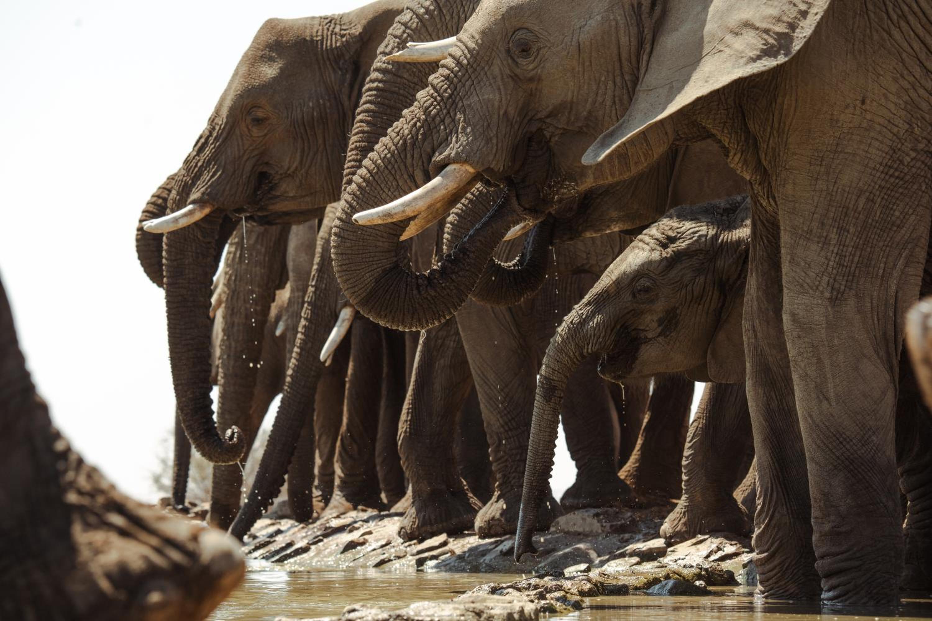 Last Word Madikwe