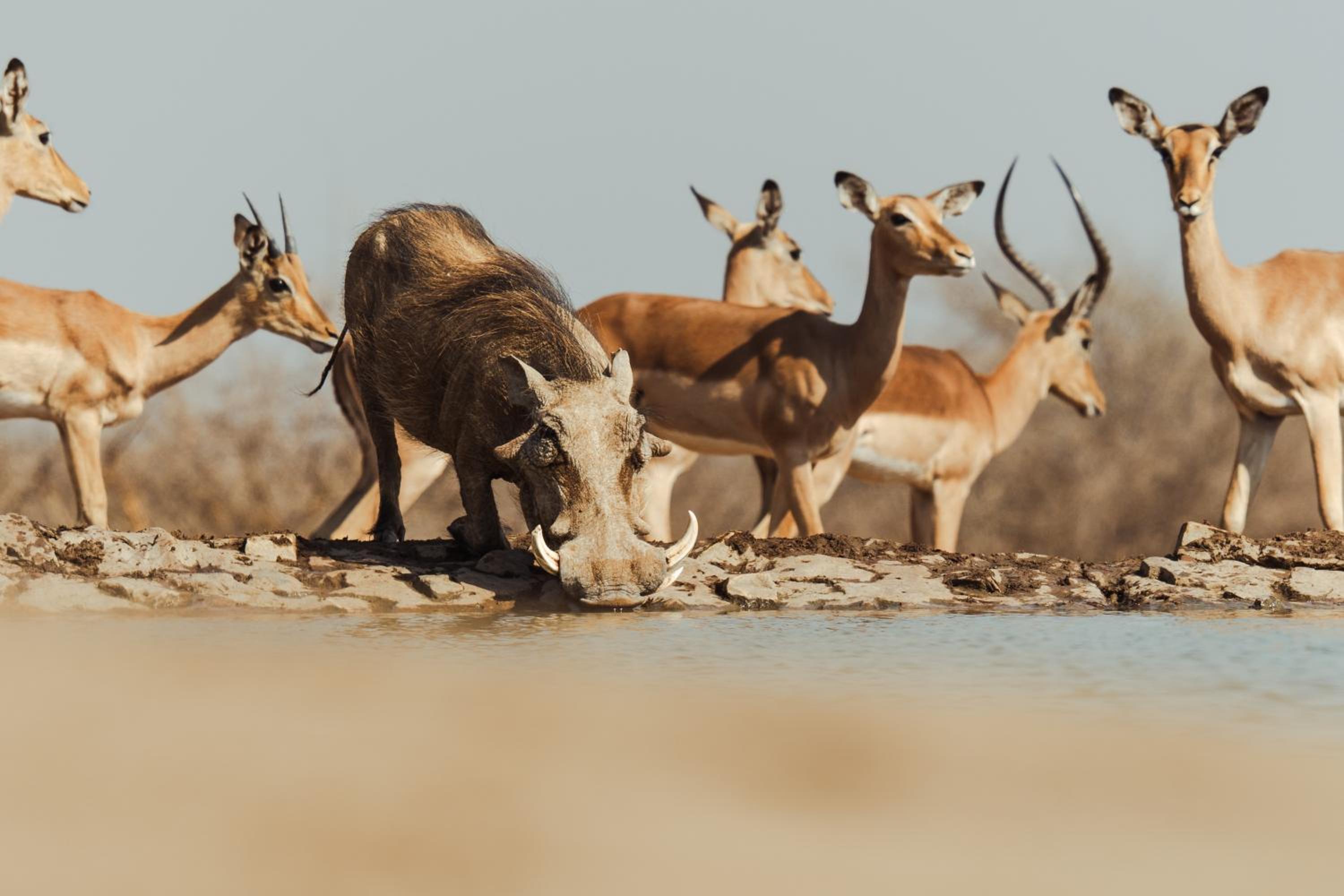Last Word Madikwe