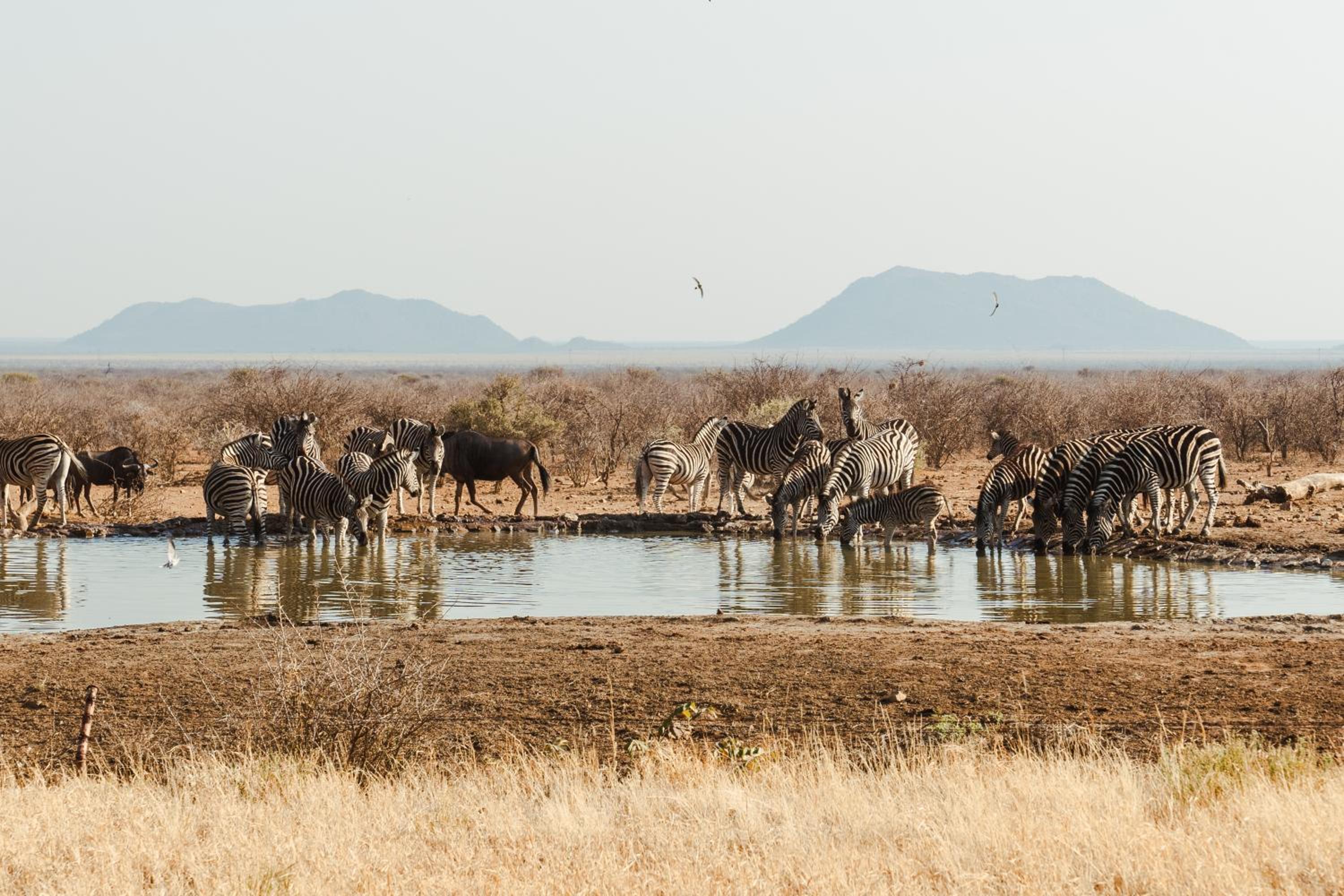 Last Word Madikwe