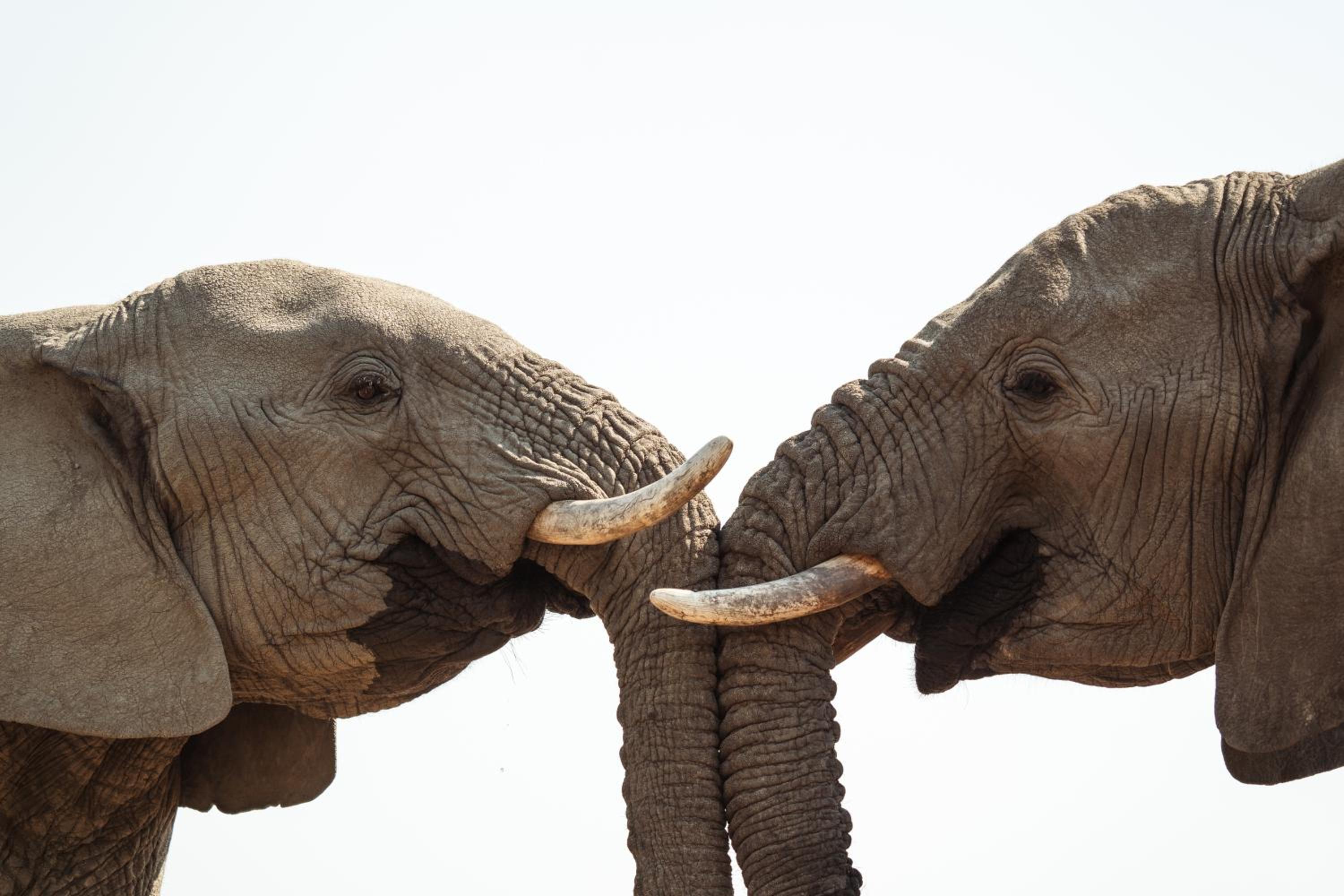Last Word Madikwe
