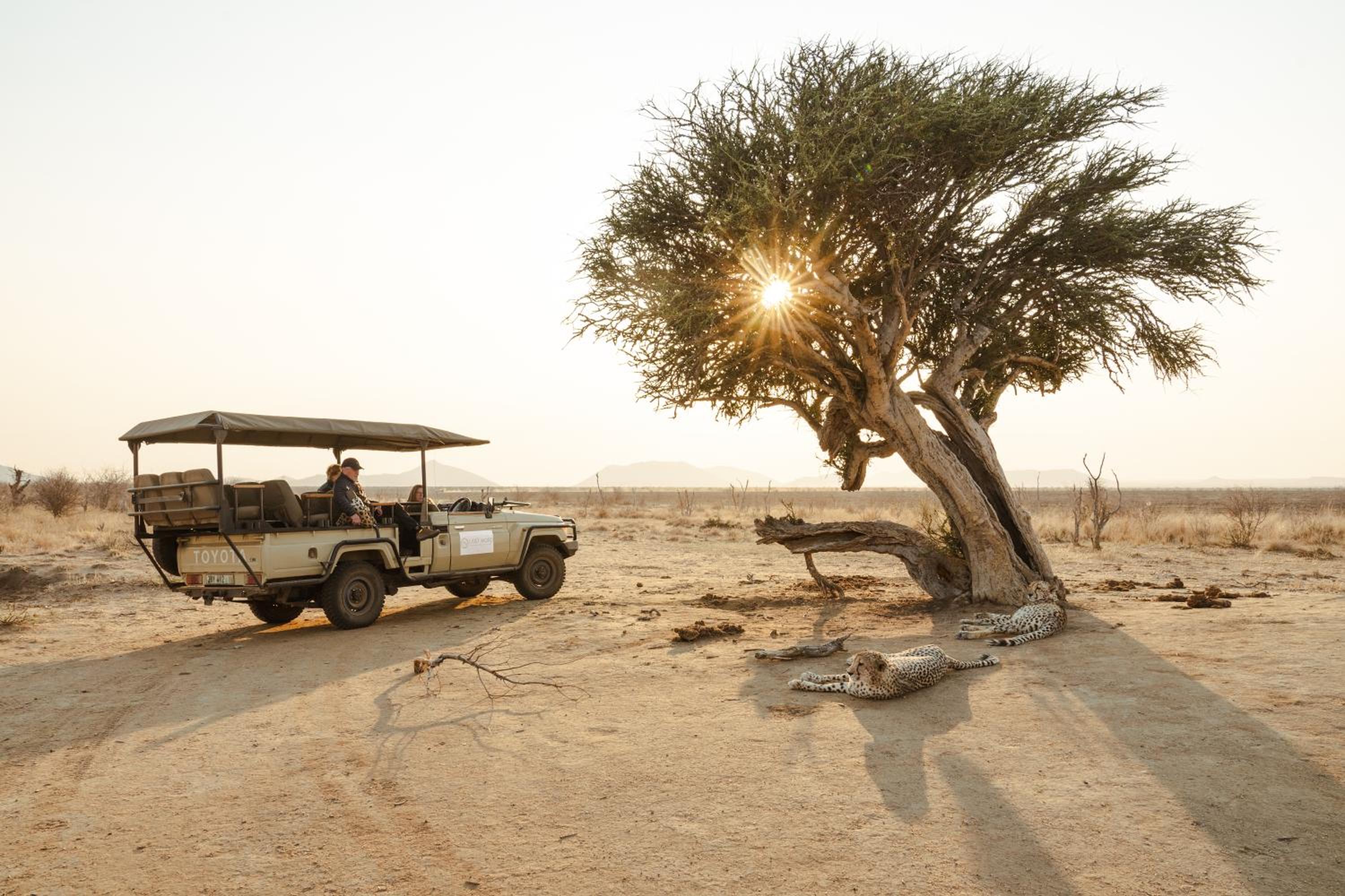 Last Word Madikwe