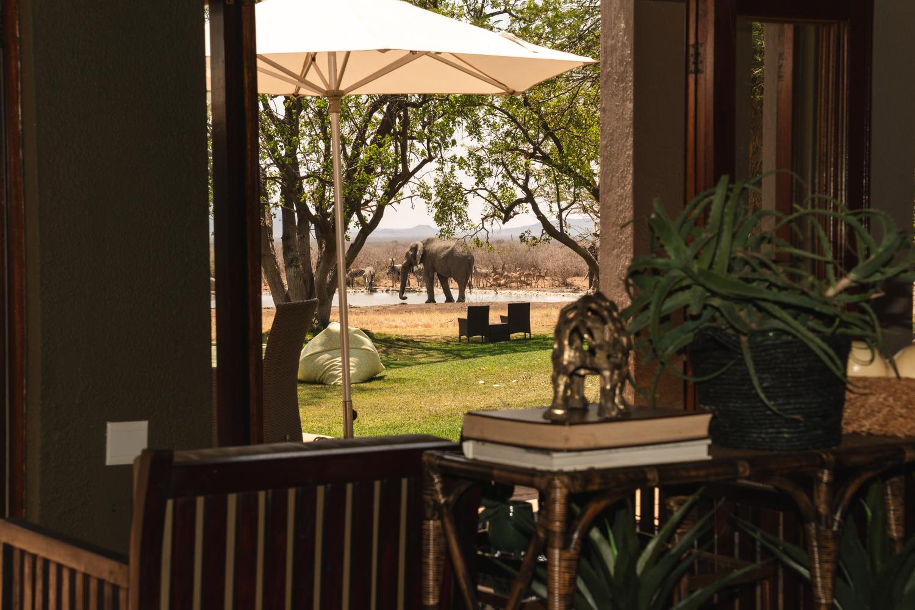 Last Word Madikwe