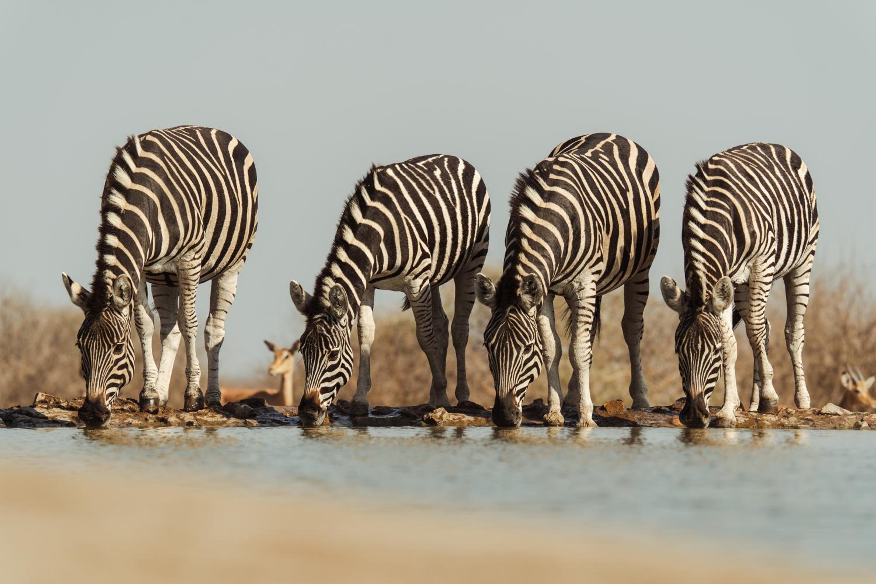 Last Word Madikwe