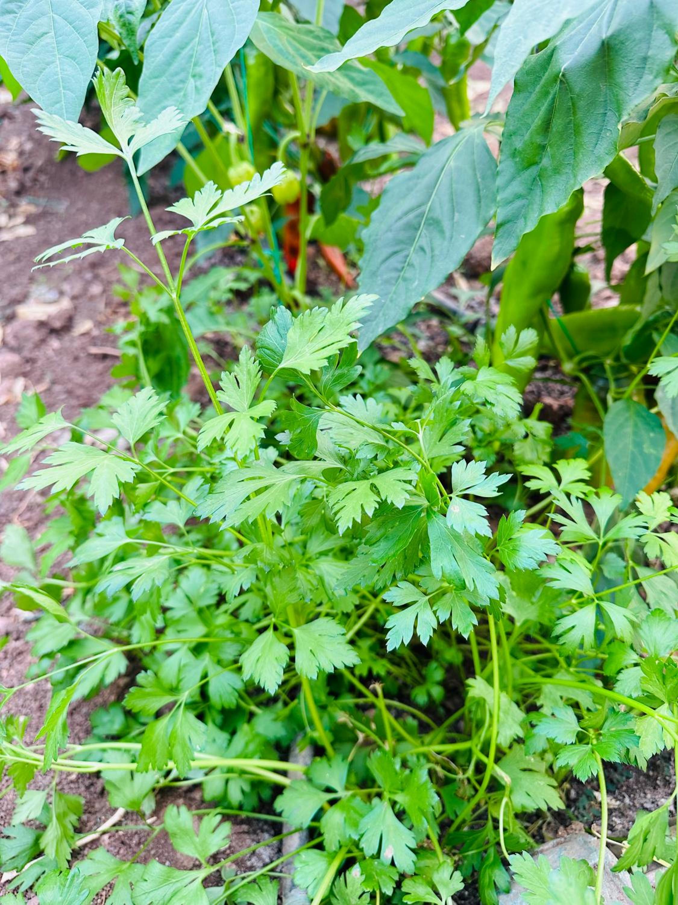 Photo 43