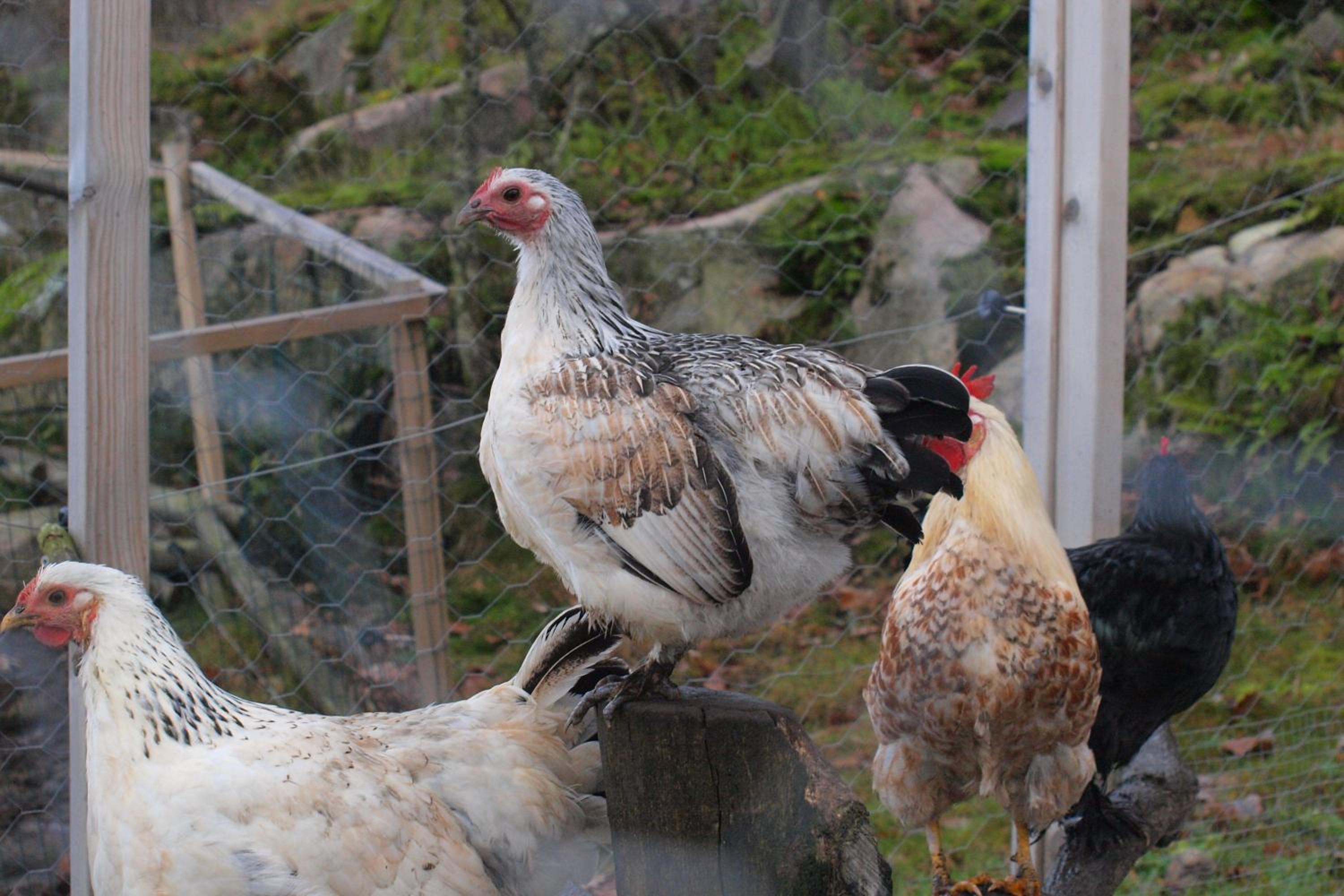 Toric Farmlodge