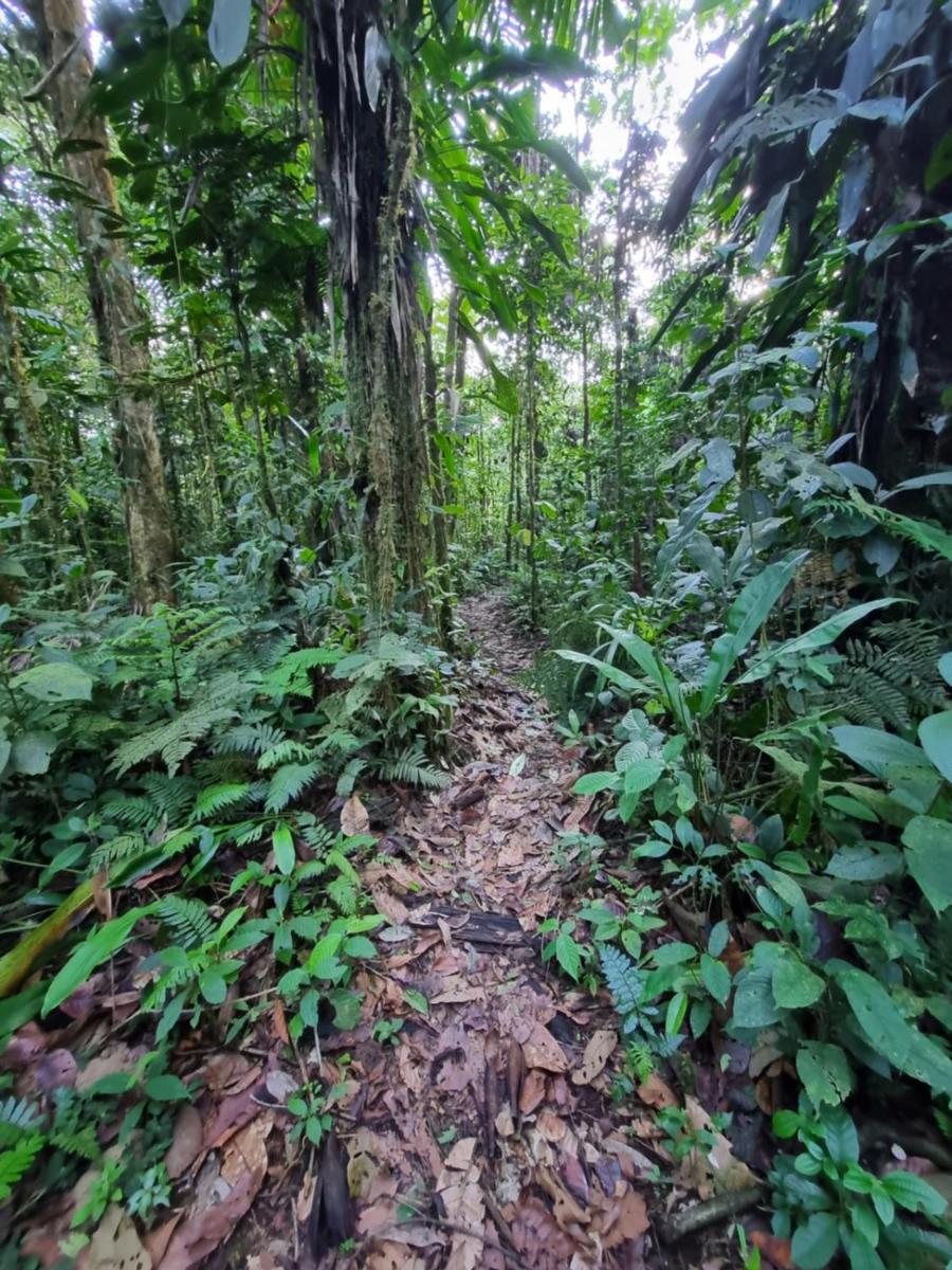 Cabaña Leucopternis - in the middle of Amazon forest