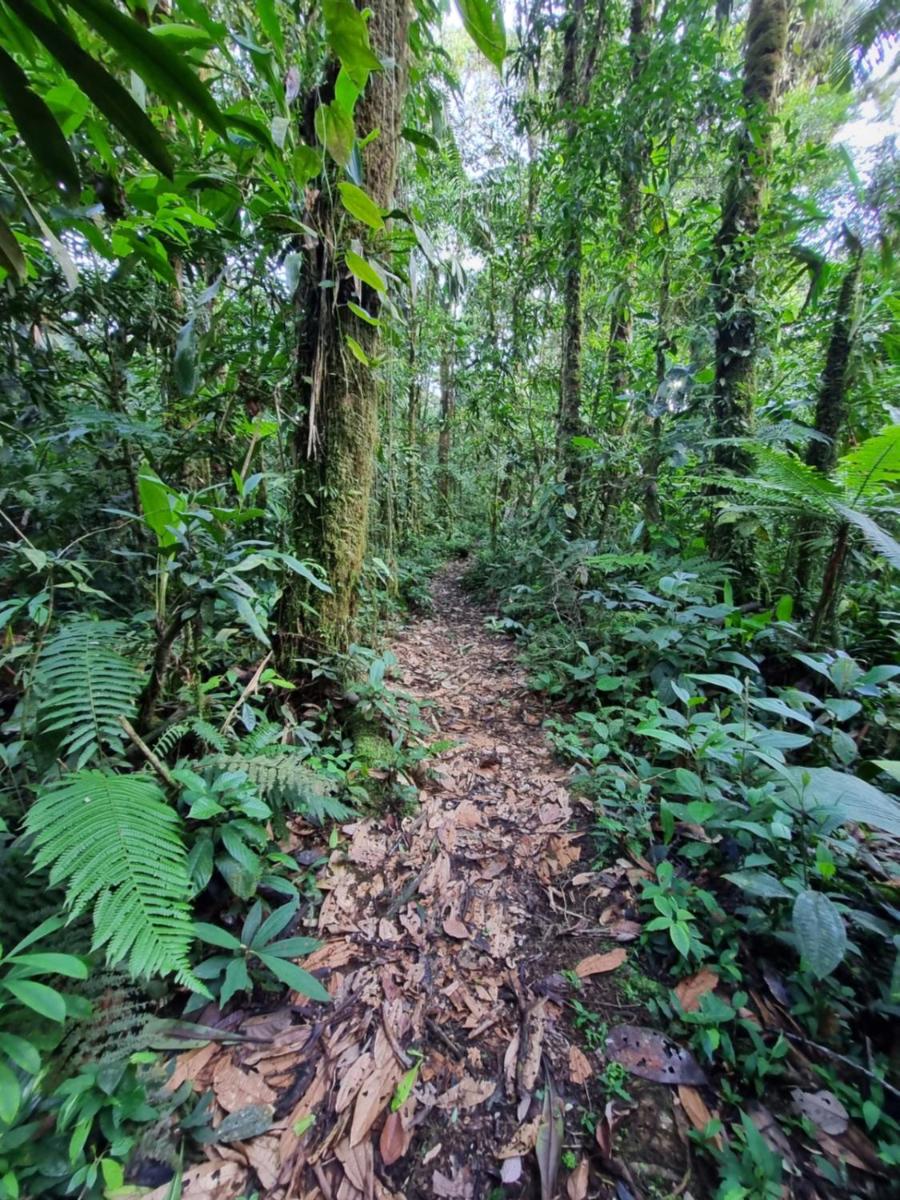 Cabaña Leucopternis - in the middle of Amazon forest