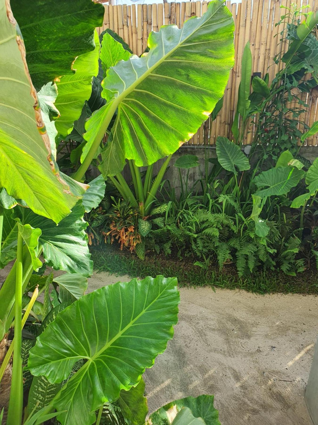 Luna Tres Homestay Siargao view 4