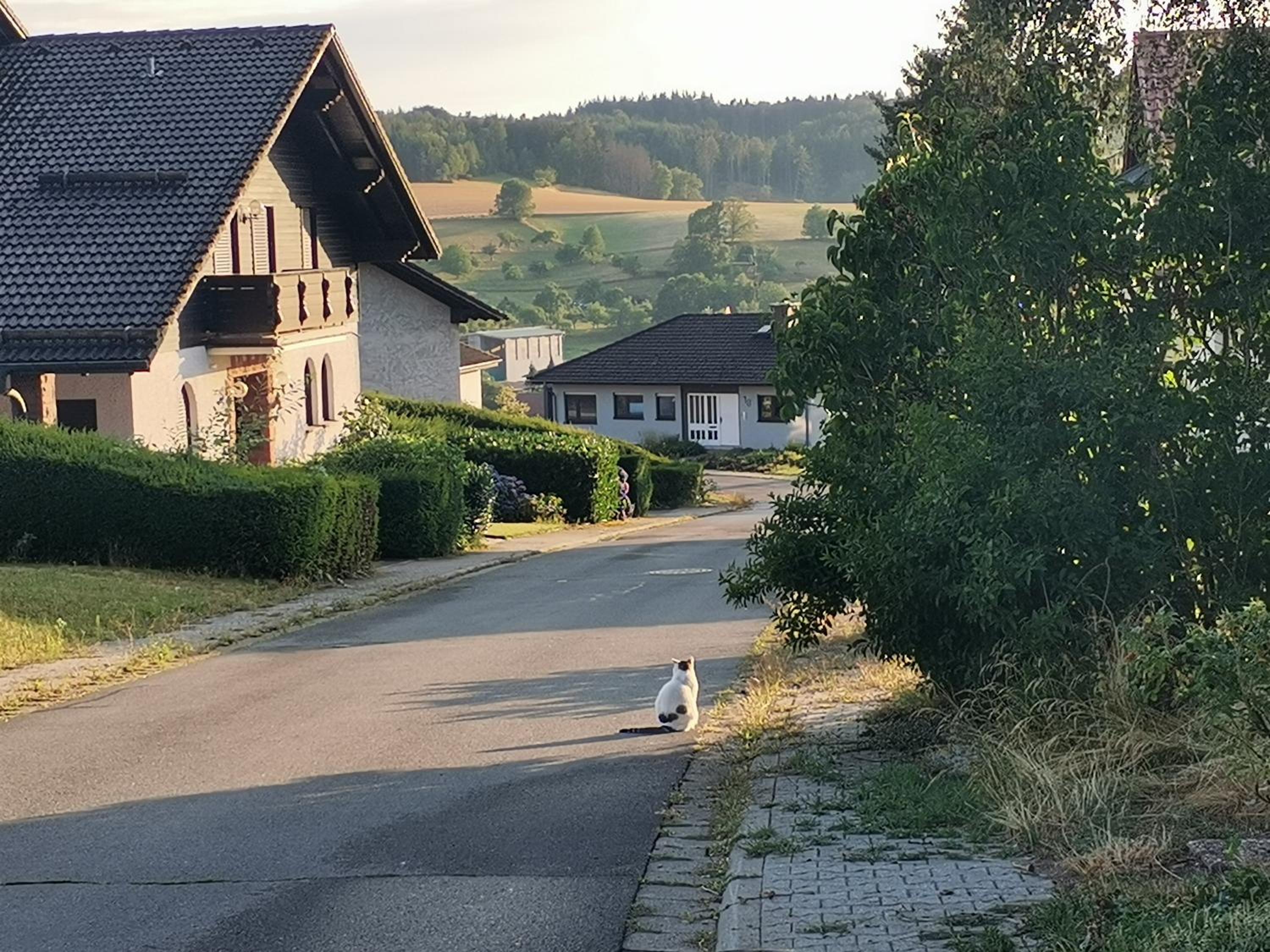 1-Zimmer-Studio am Waldrand