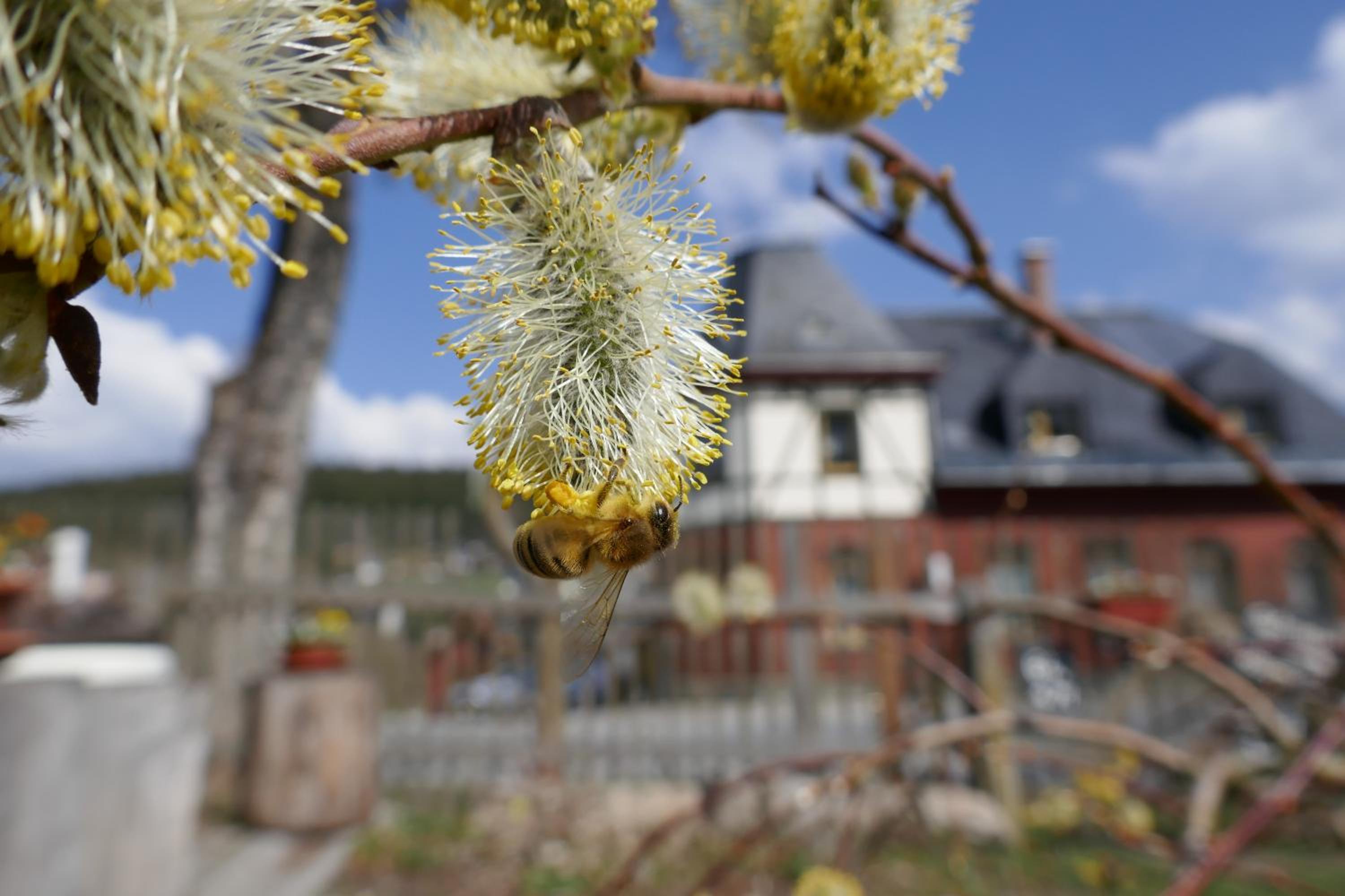 Ferienwohnungen Bleyl Rittersgrün