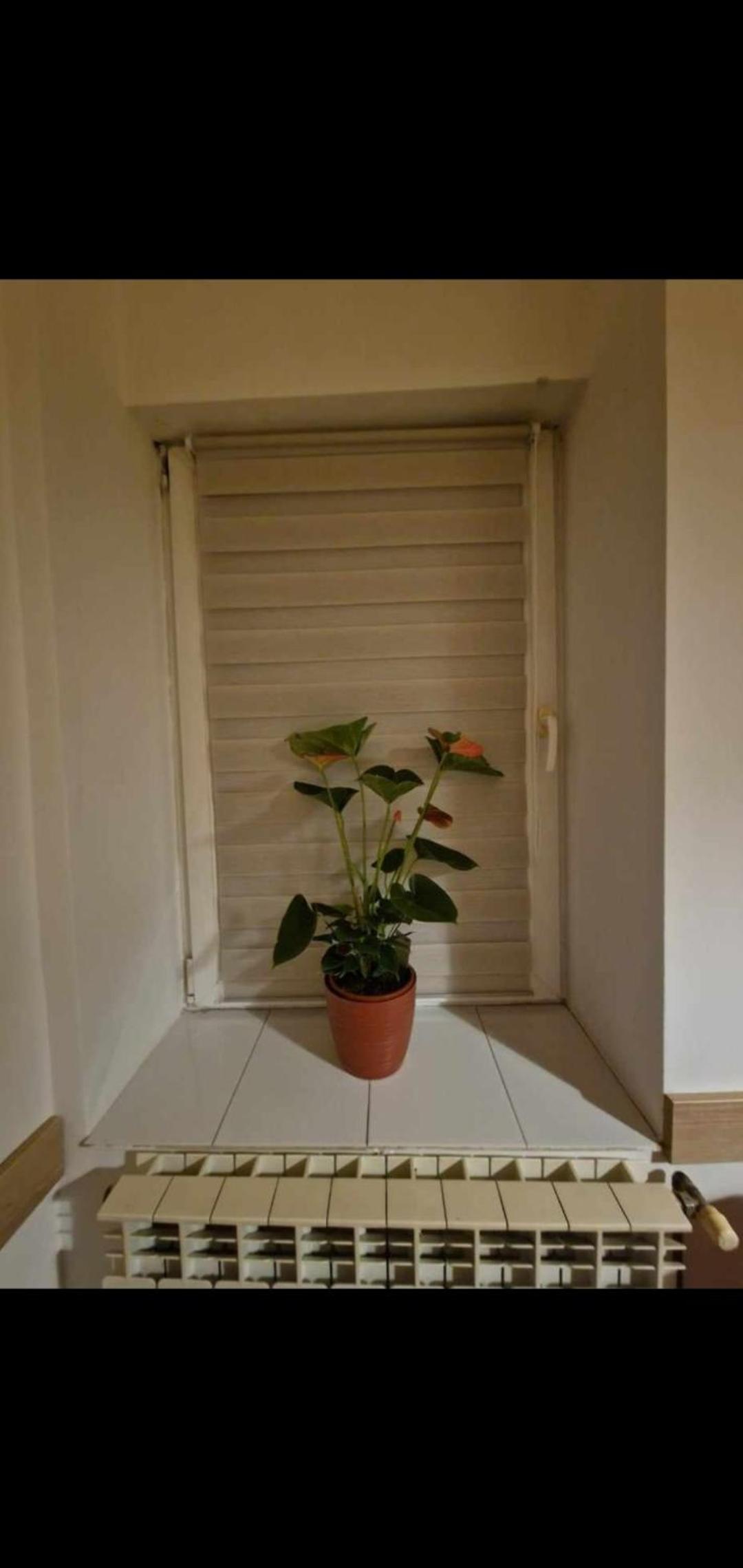 Ap Central Traian Moșoiu 2 Parcare proprie view 5
