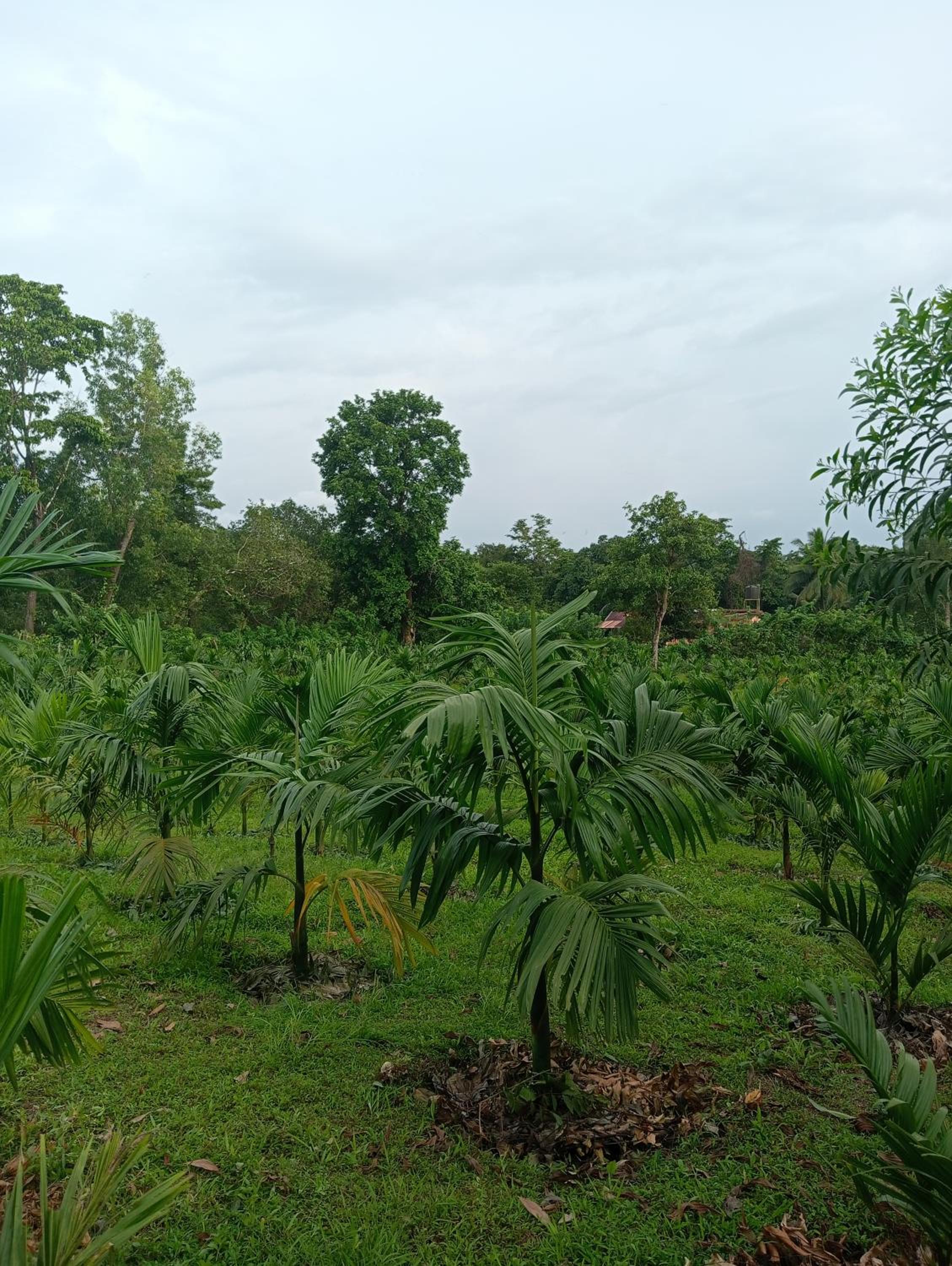 Finer Things Retreat, Dharmasthala -KSTDC Approved