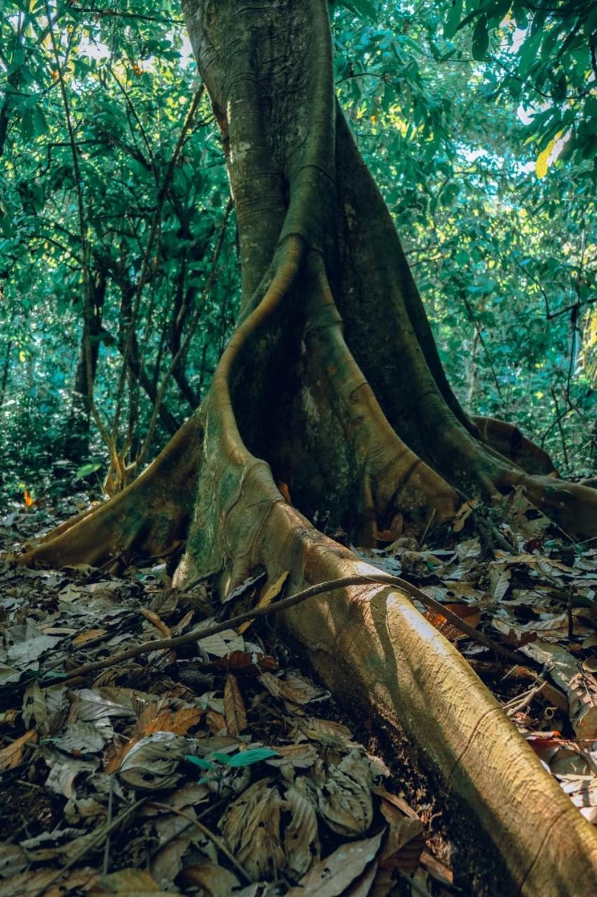 Gaia Amazon Eco Lodge