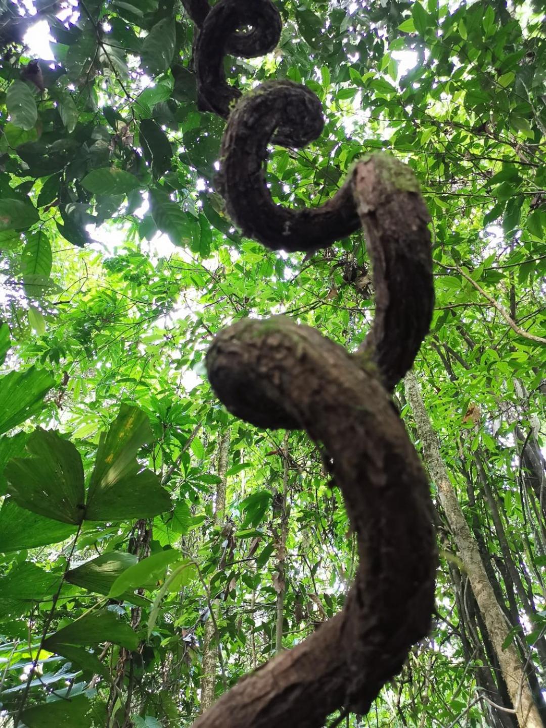 Gaia Amazon Eco Lodge