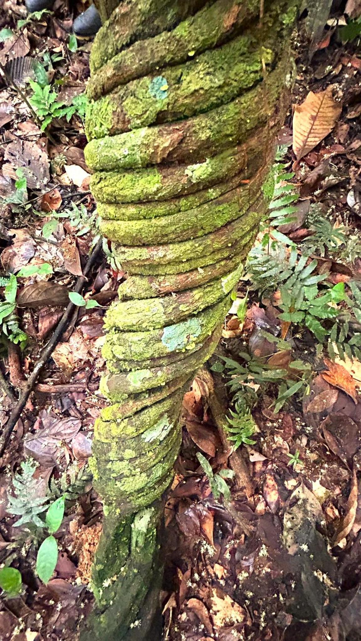 Gaia Amazon Eco Lodge