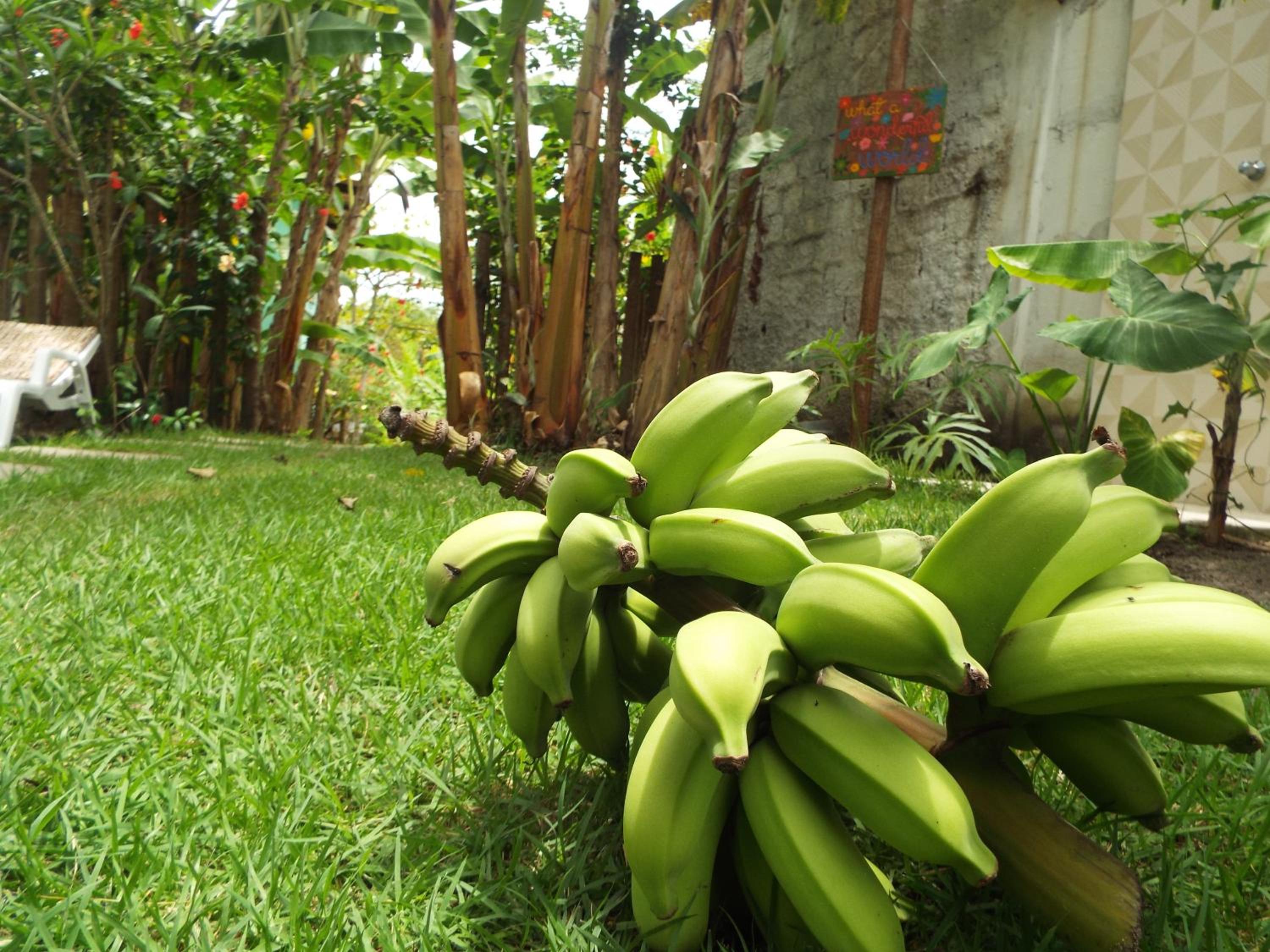 Jardim UIXA