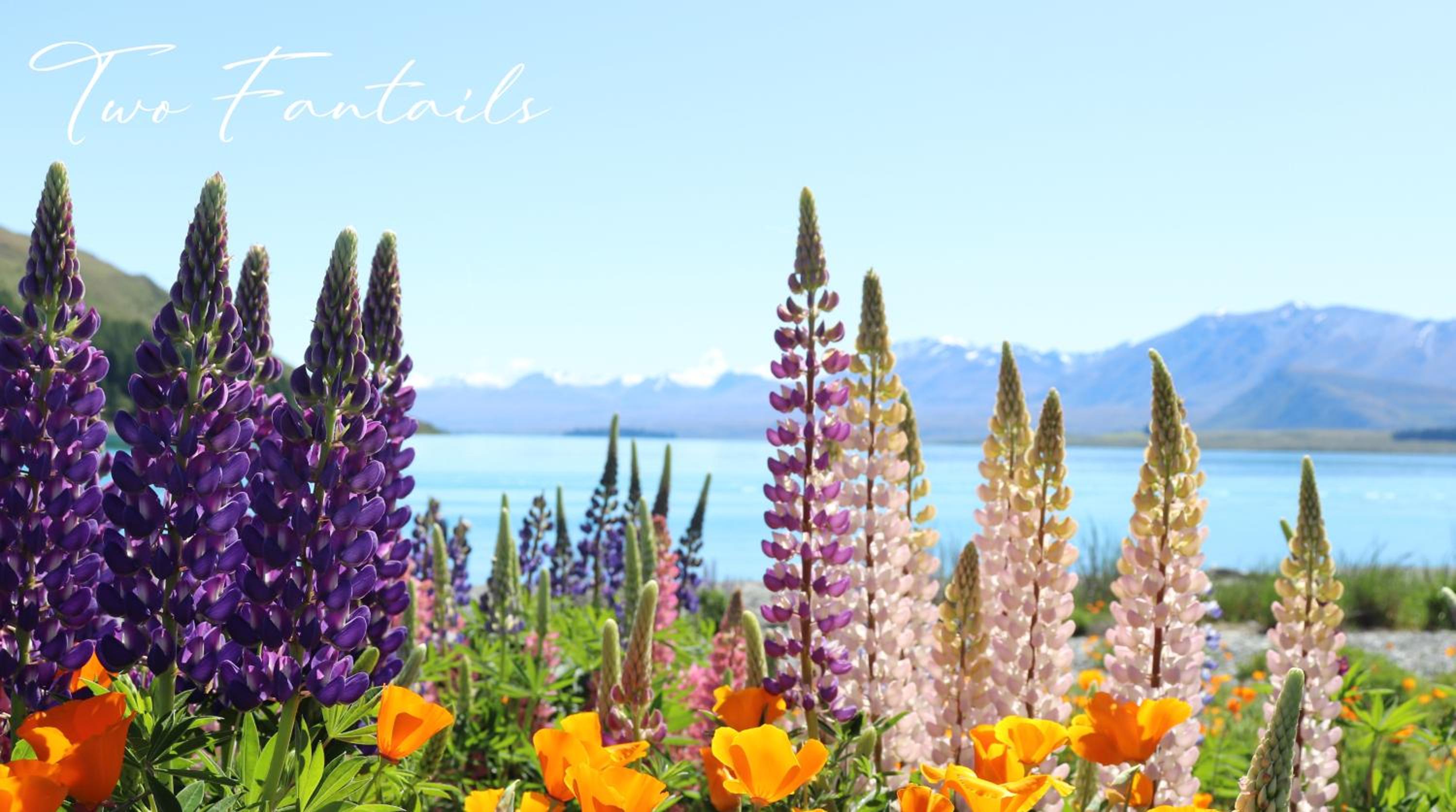 Two Fantails - Mountain Views view 2