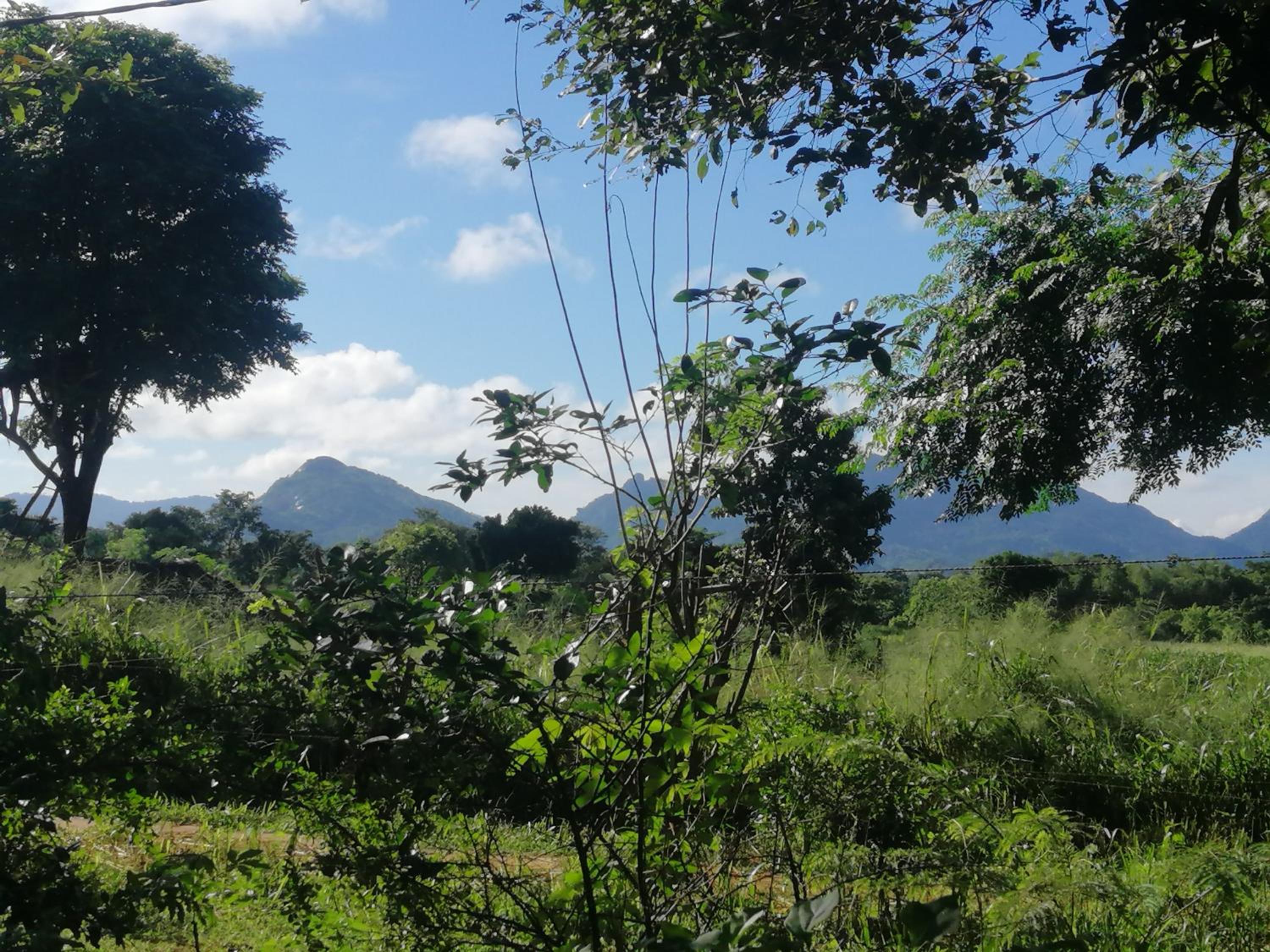 Fairview Dill homestay