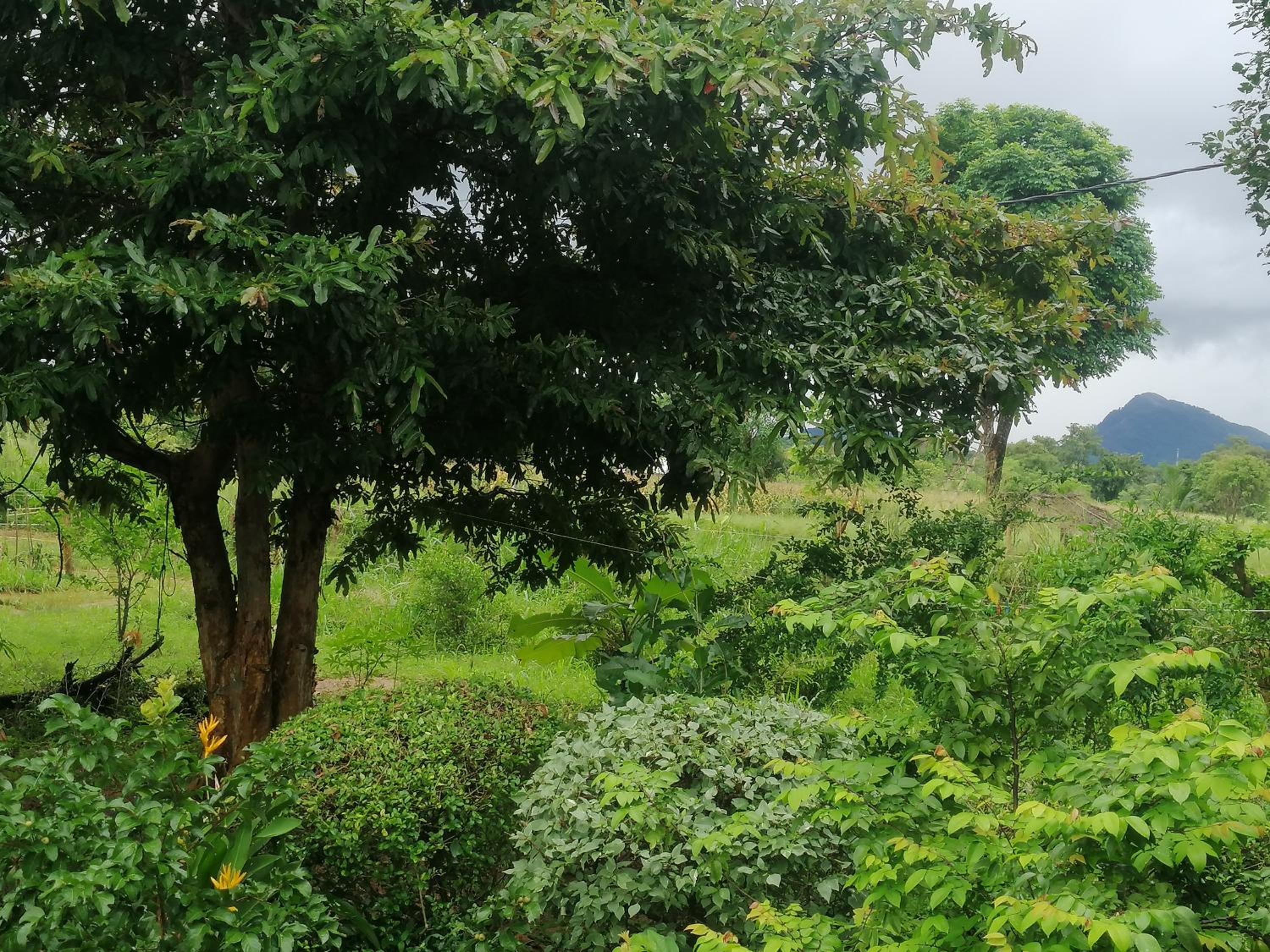 Fairview Dill homestay